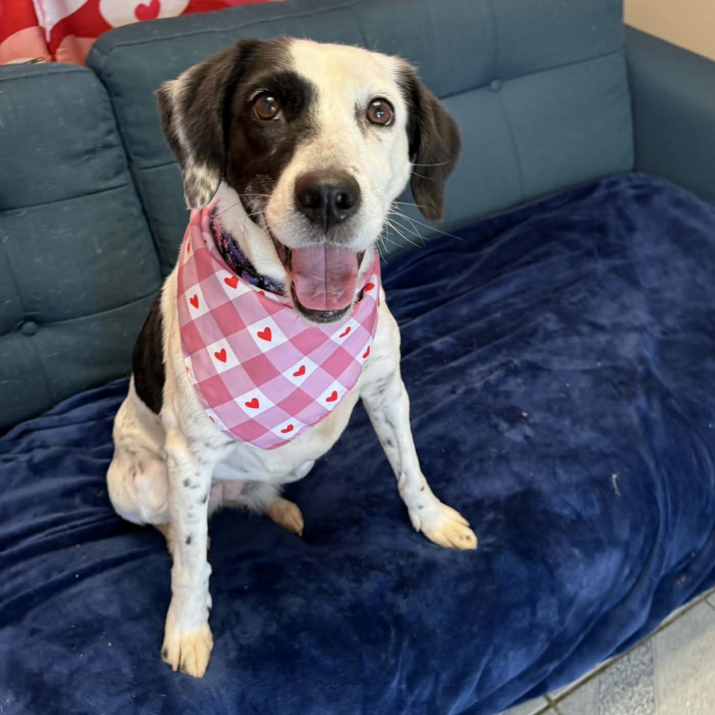 Enlarge Maylee, a ADOPTABLE mixed breed in Normal, IL image 2/6