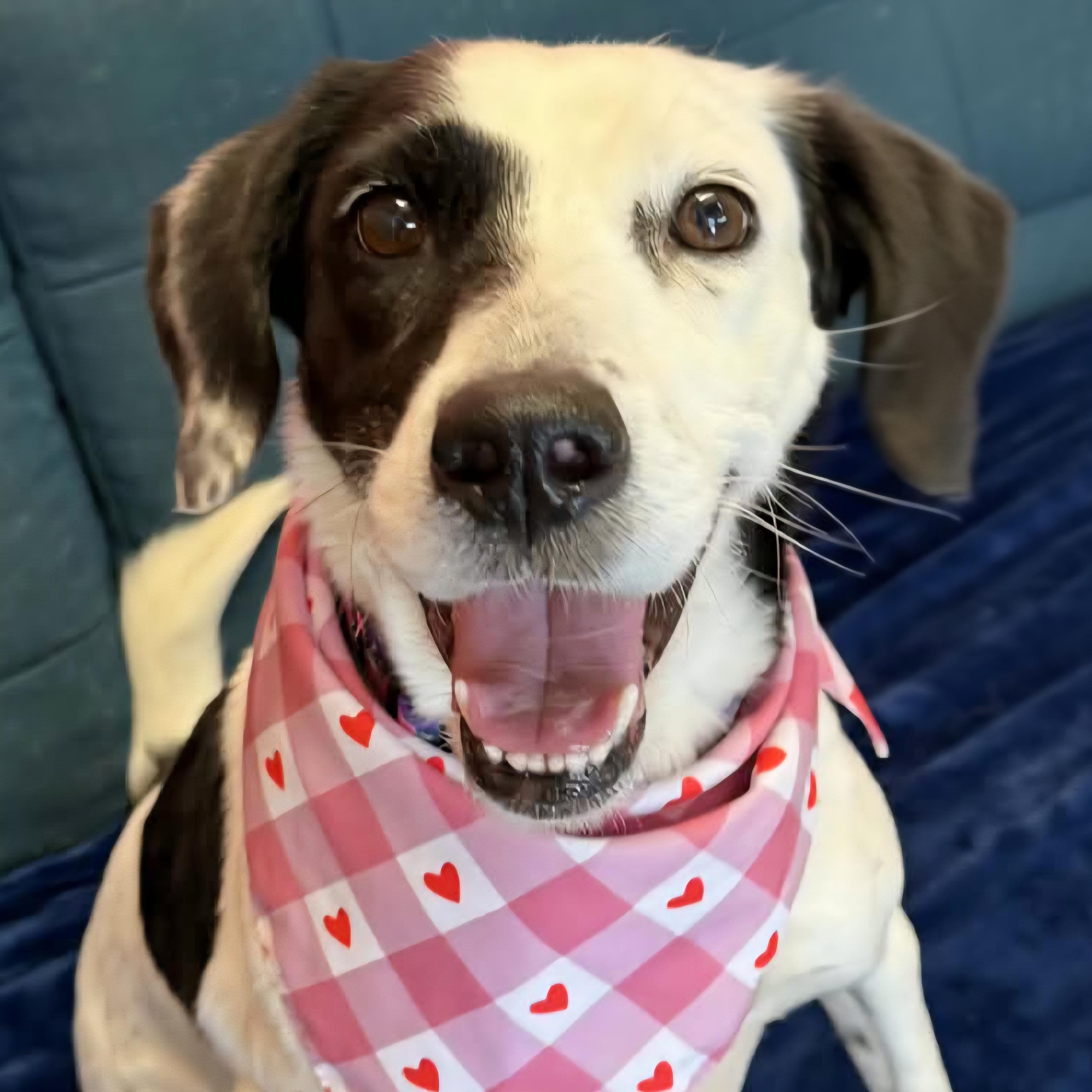 Enlarge Maylee, a ADOPTABLE mixed breed in Normal, IL image 1/6