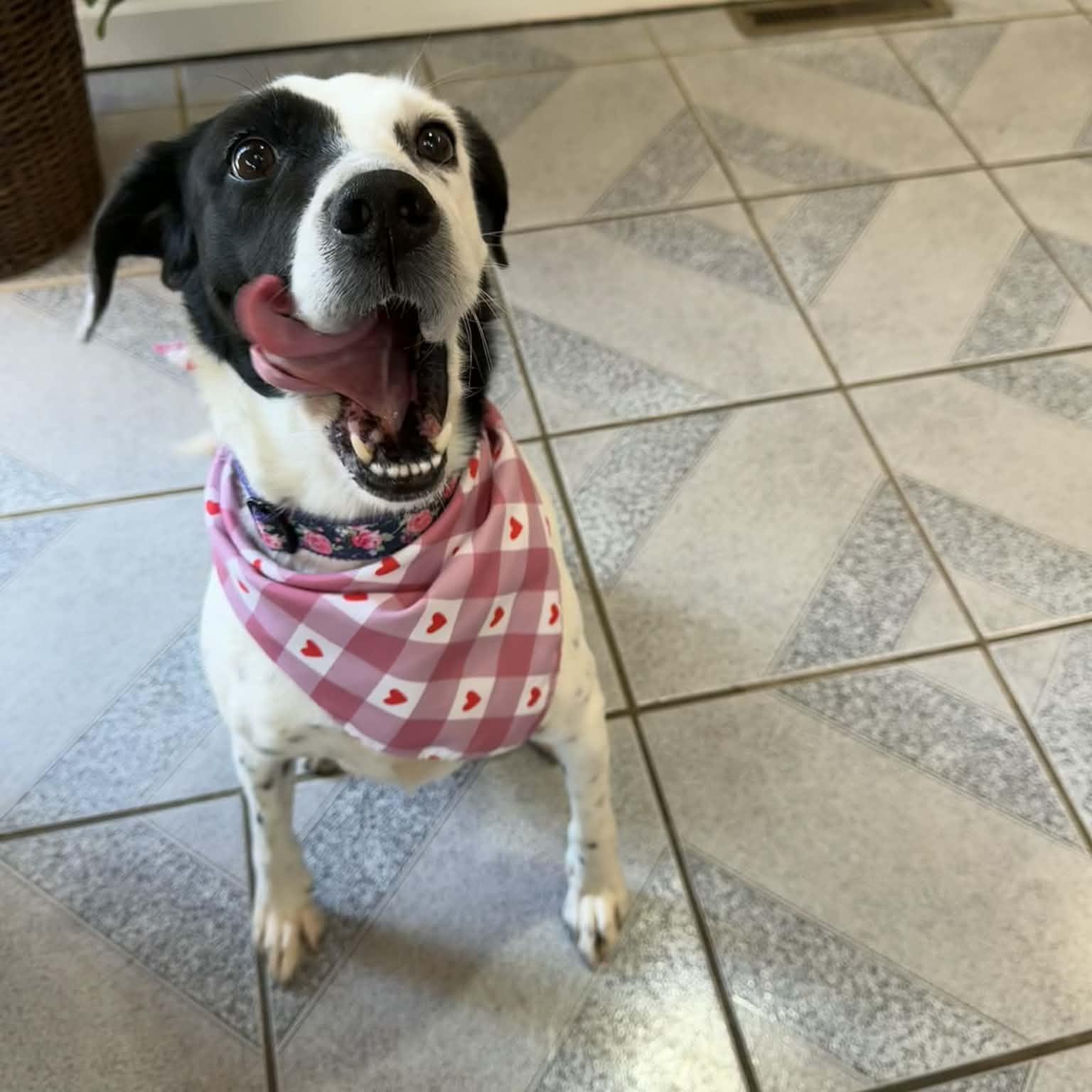 Enlarge Maylee, a ADOPTABLE mixed breed in Normal, IL image 6/6