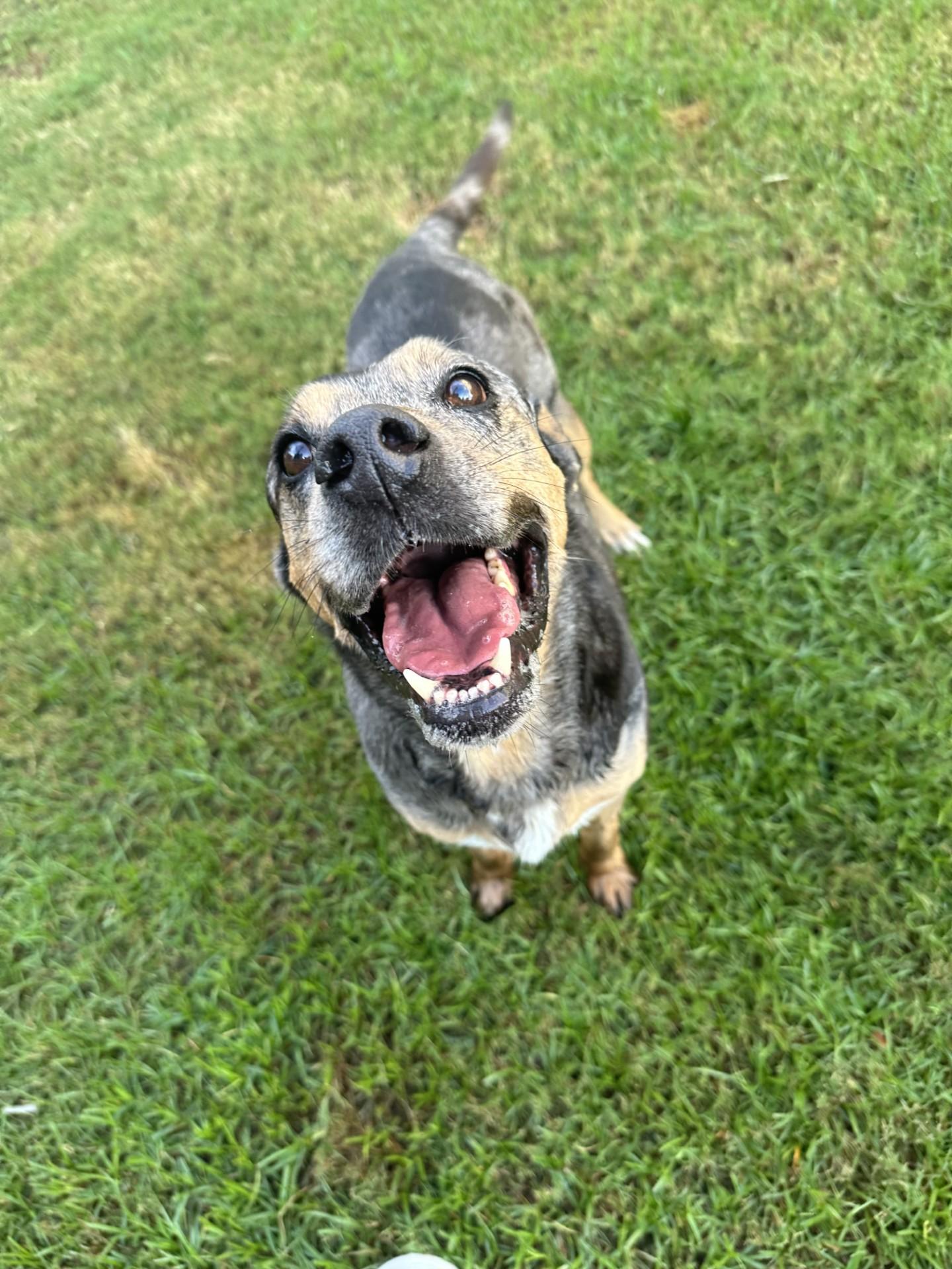 Clyde, a ADOPTABLE mixed breed in College Station, TX image 2/2