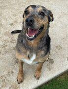 Clyde, ADOPTABLE, Adult Male Catahoula Leopard Dog.