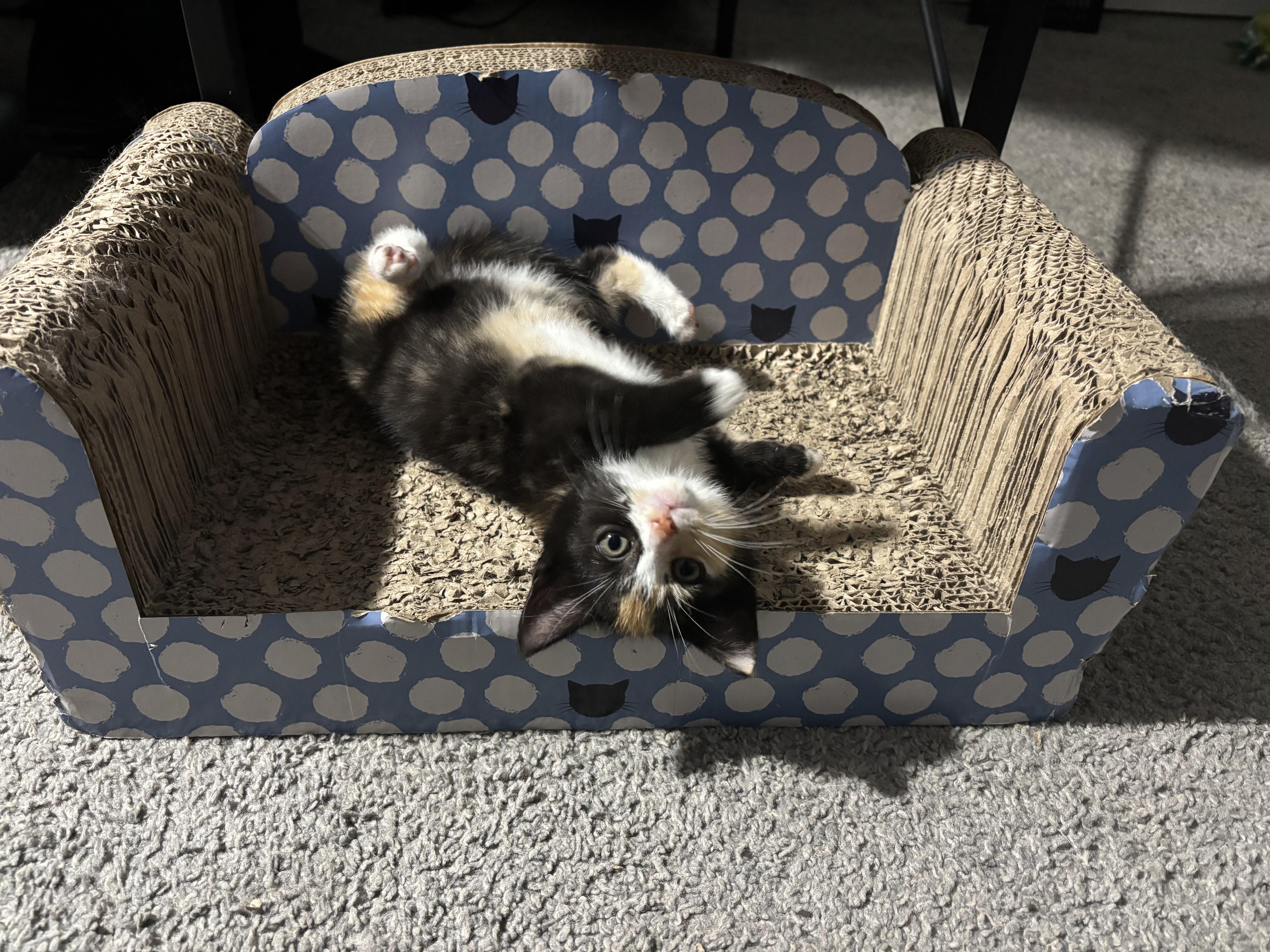 Vienna, adopted, Kitten Female Domestic Short Hair.