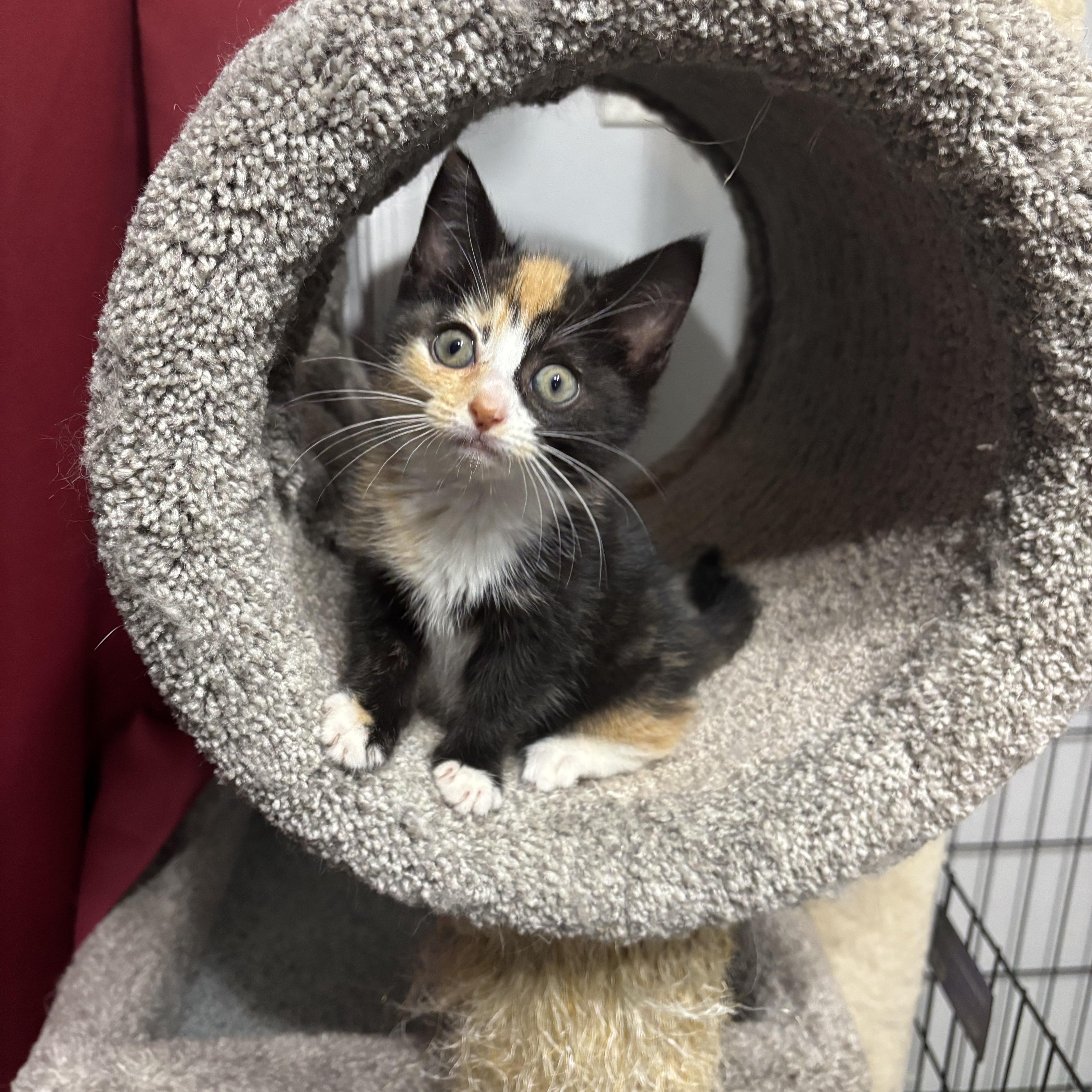 Enlarge Vienna, an adopted Domestic Short Hair in Bear, DE image 2/3