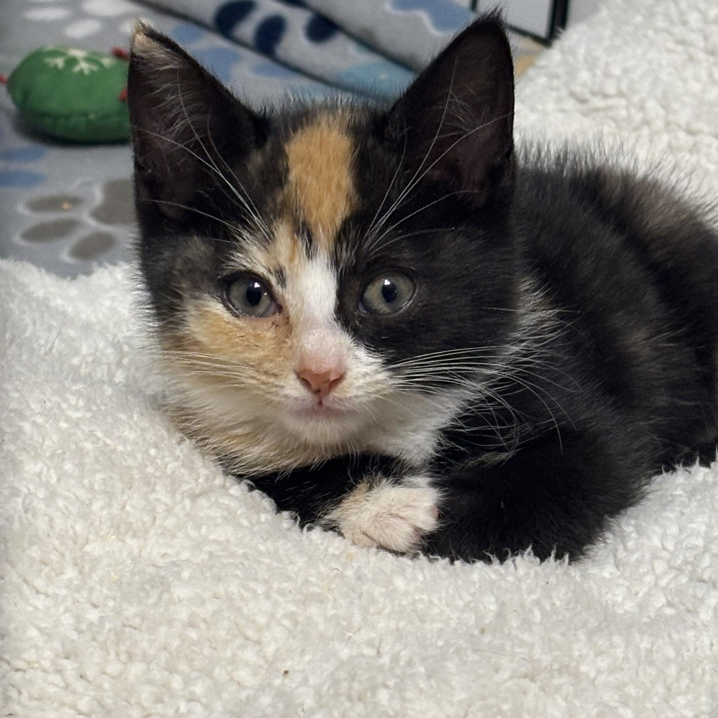 Enlarge Vienna, an adopted Domestic Short Hair in Bear, DE image 3/3