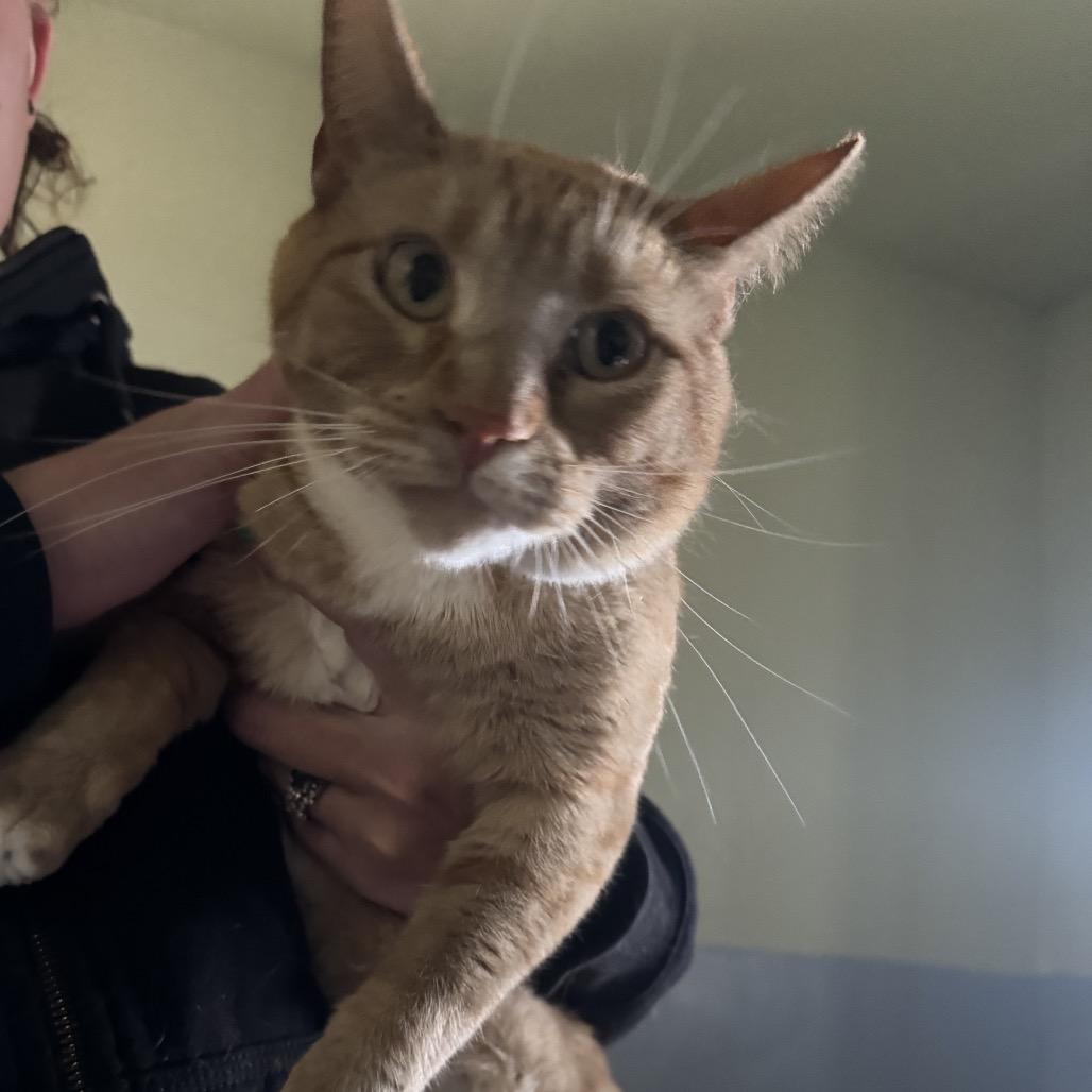 Himari, Adoptable, Adult Male Domestic Short Hair.