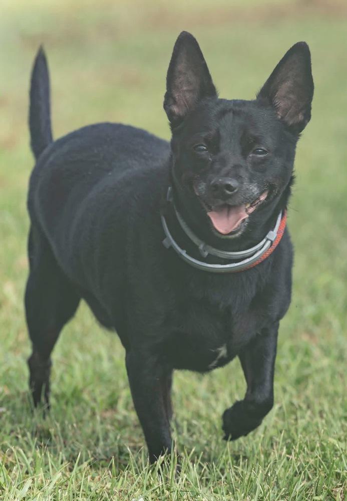 Aj, Adoptable, Adult Male Chihuahua.