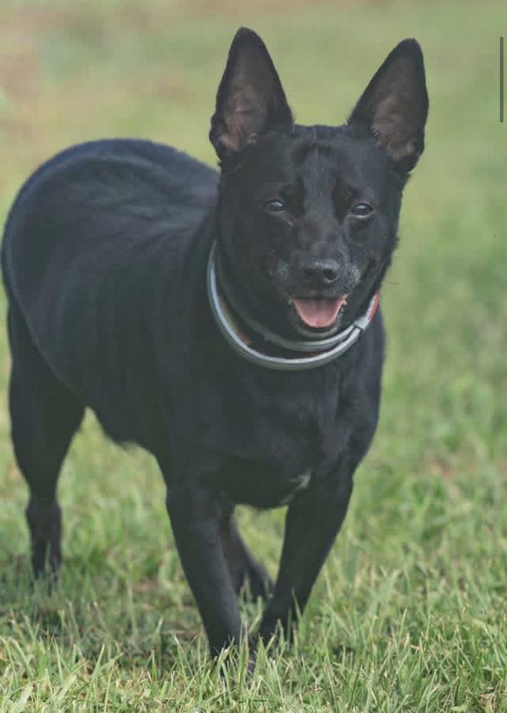 Enlarge Aj, a Adoptable mixed breed in Irwin, PA image 4/6