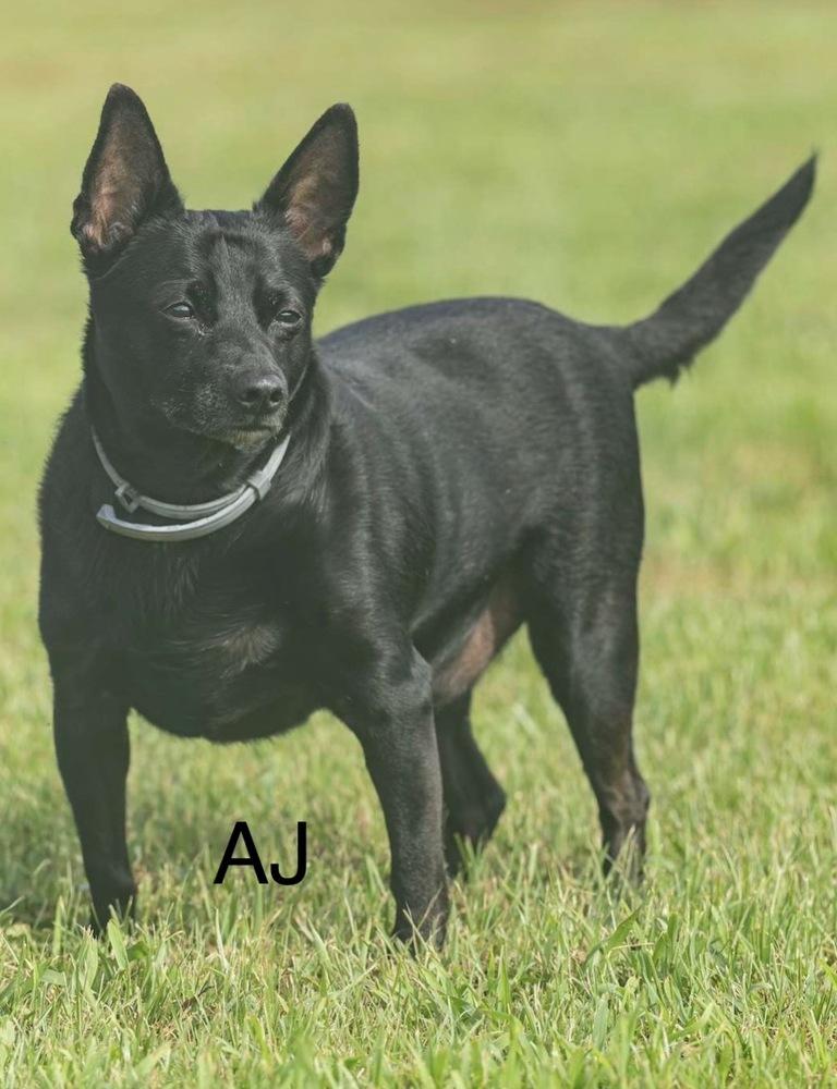 Enlarge Aj, a Adoptable mixed breed in Irwin, PA image 5/6