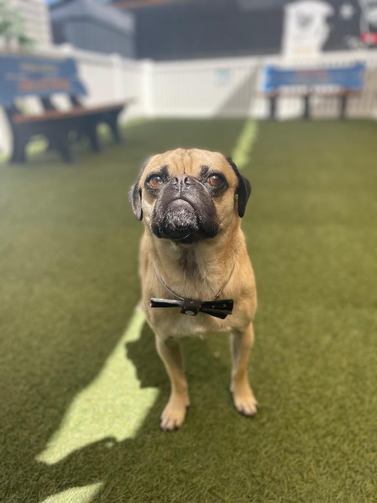 Broccoli, Adoptable, Young Male Pug.