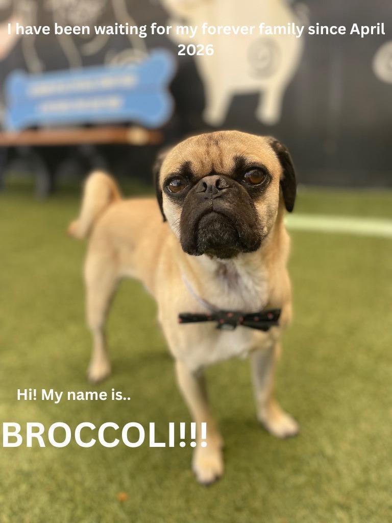 Broccoli, a Adoptable Pug in Gardena, CA image 2/6