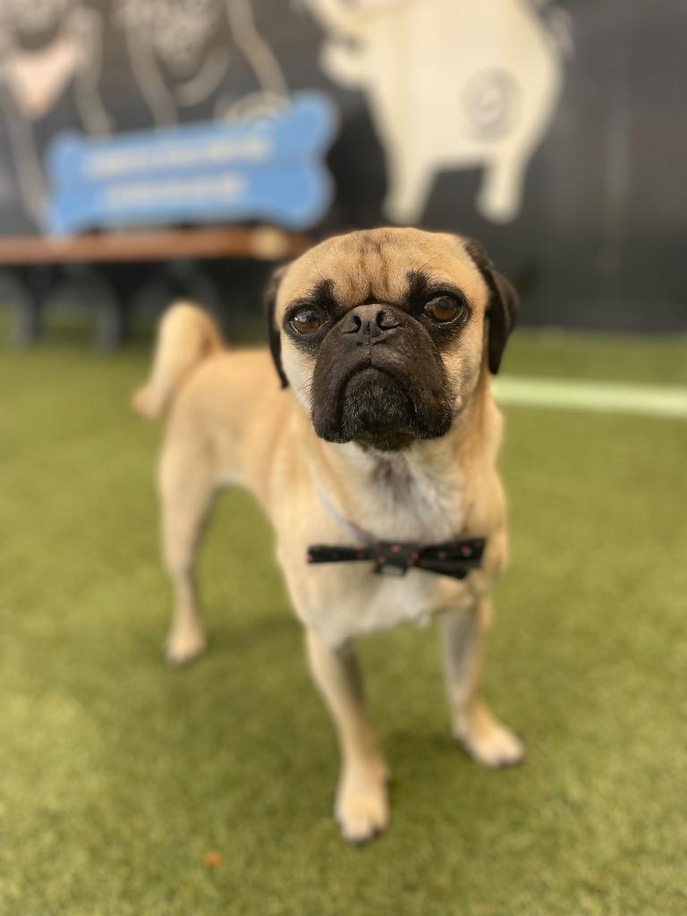 Broccoli, a Adoptable Pug in Gardena, CA image 3/6