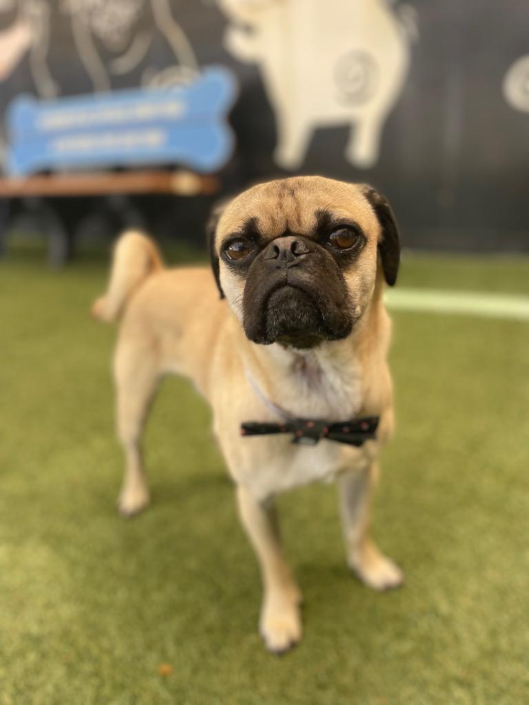 Broccoli, a Adoptable Pug in Gardena, CA image 4/6