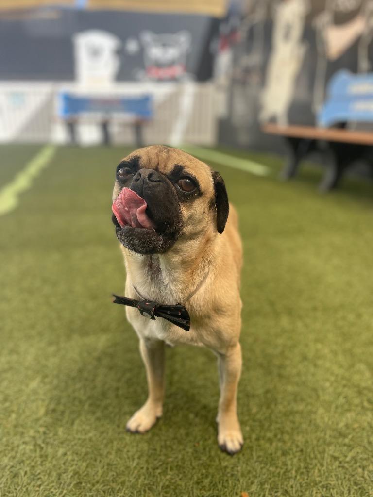 Broccoli, a Adoptable Pug in Gardena, CA image 5/6