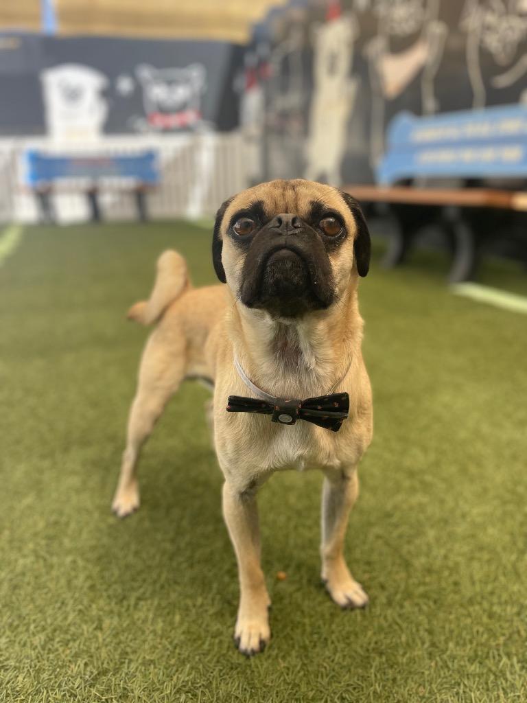 Broccoli, a Adoptable Pug in Gardena, CA image 6/6