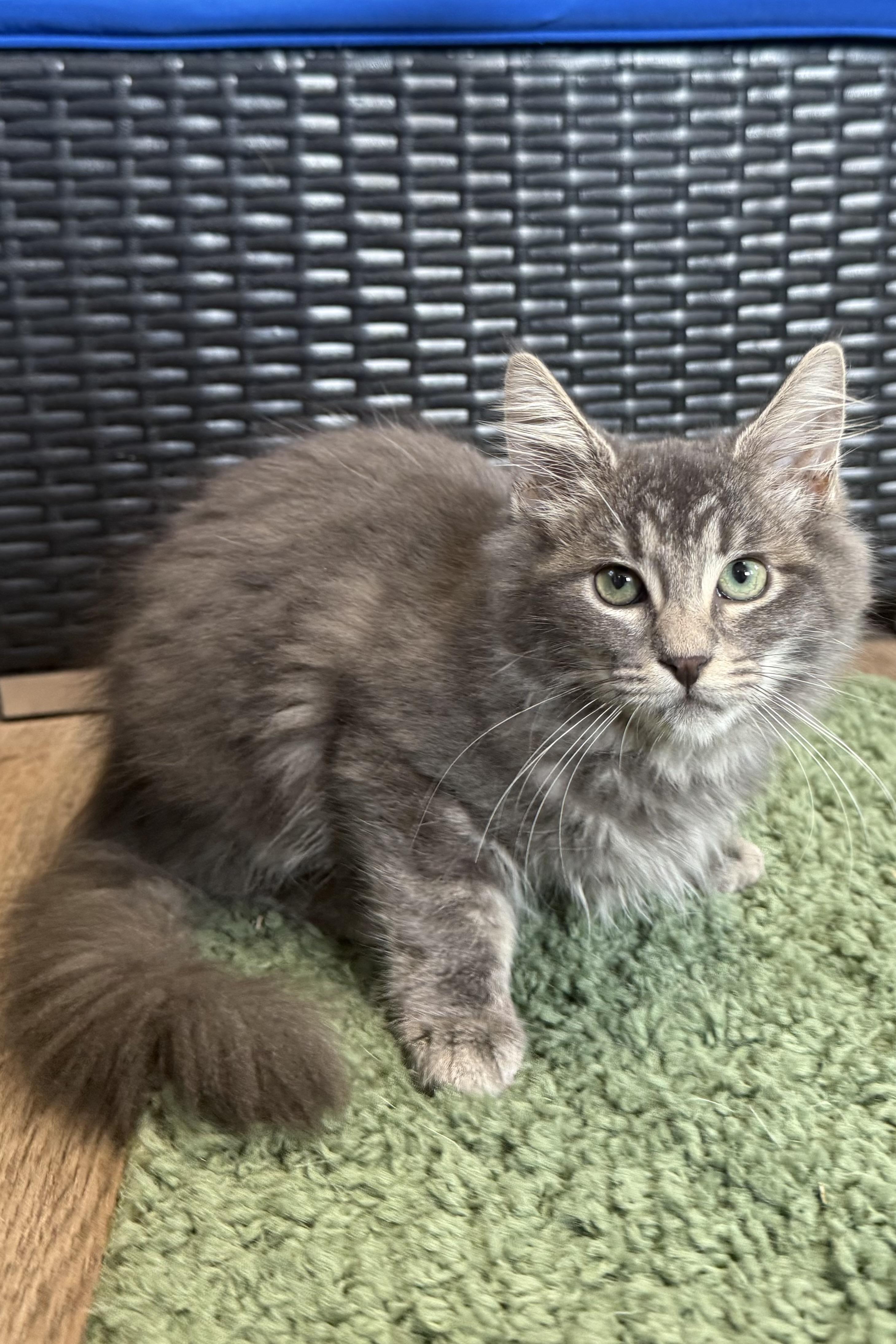 Enlarge Starling, an adopted Domestic Long Hair in Plant City, FL image 1/1