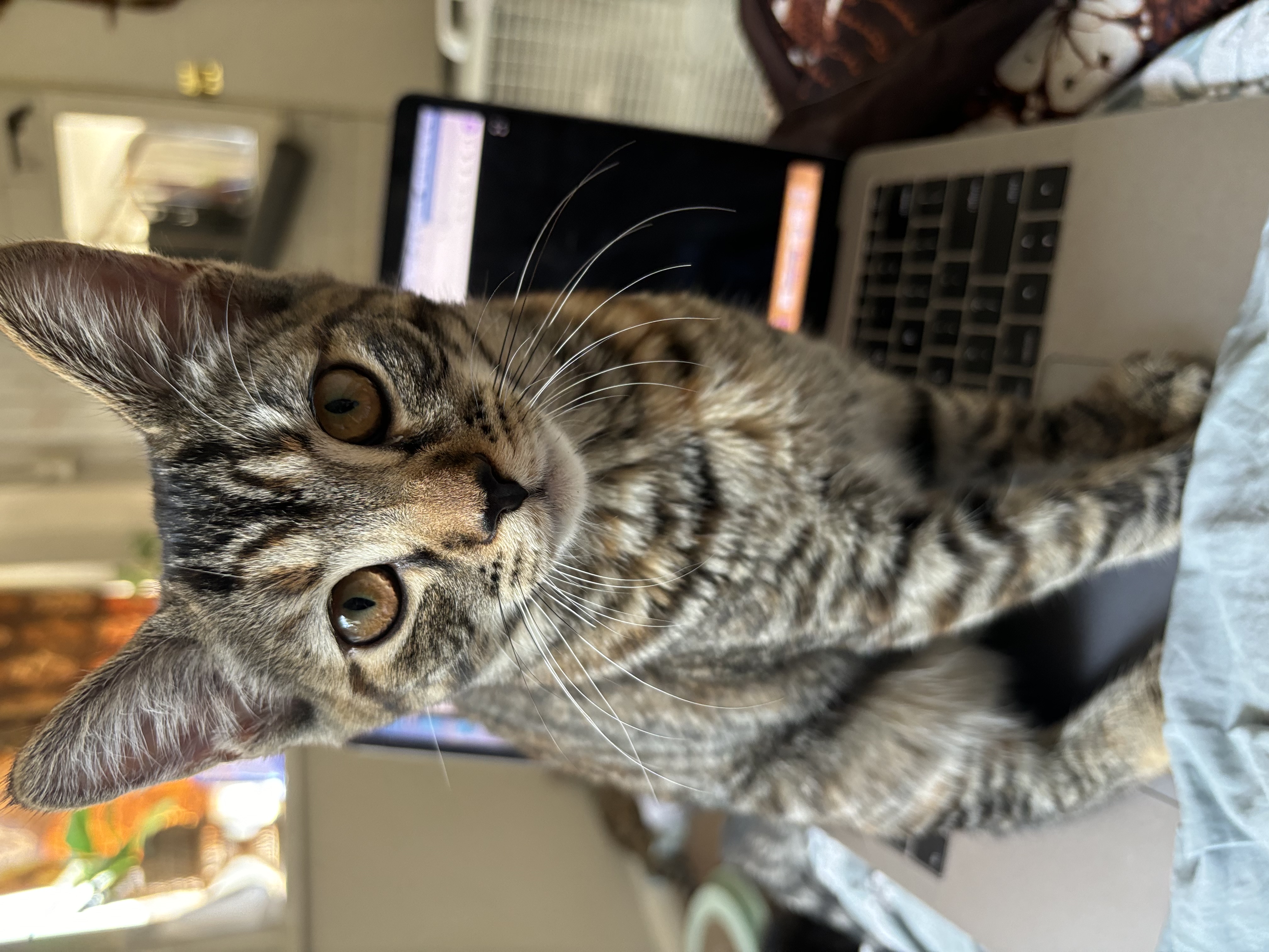 Hawk — thumbnail 2