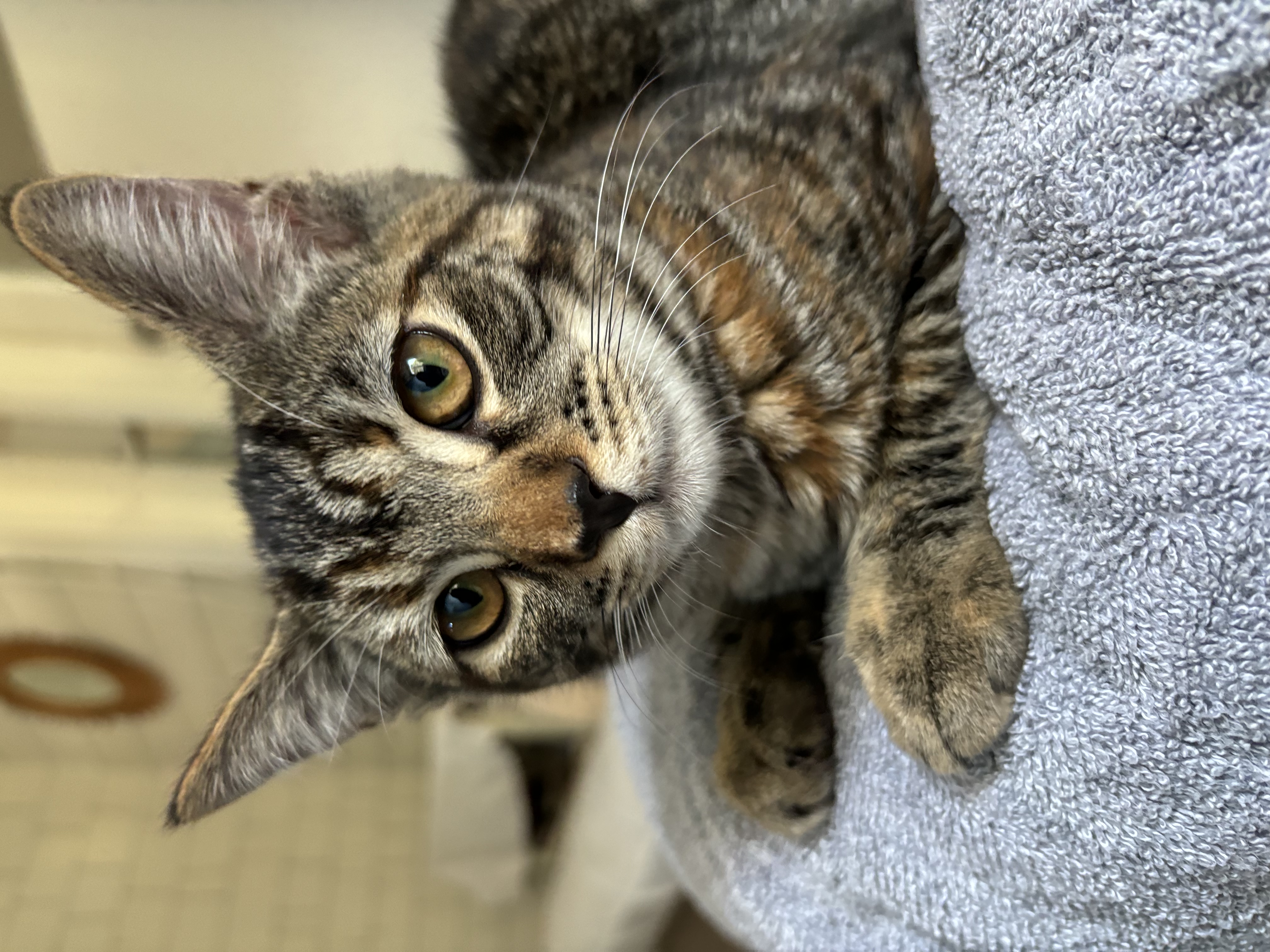 Hawk — thumbnail 3