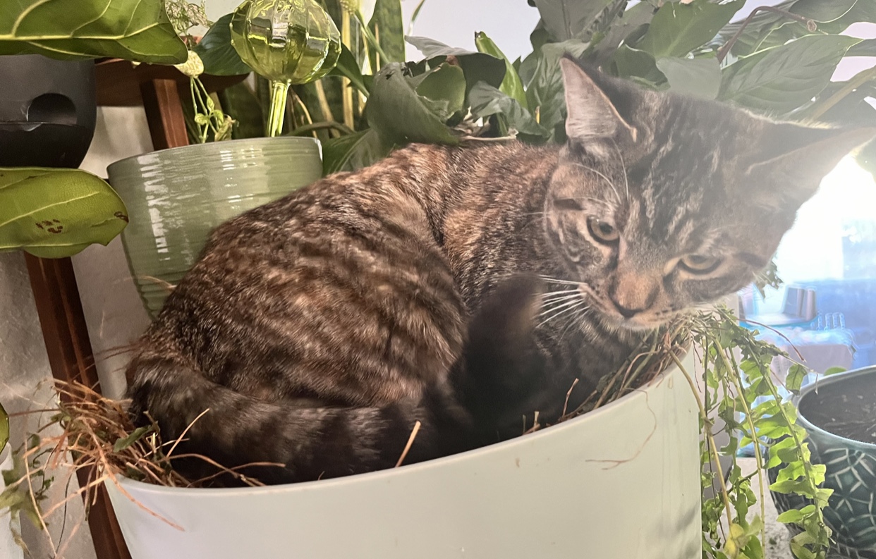 Hawk — thumbnail 4