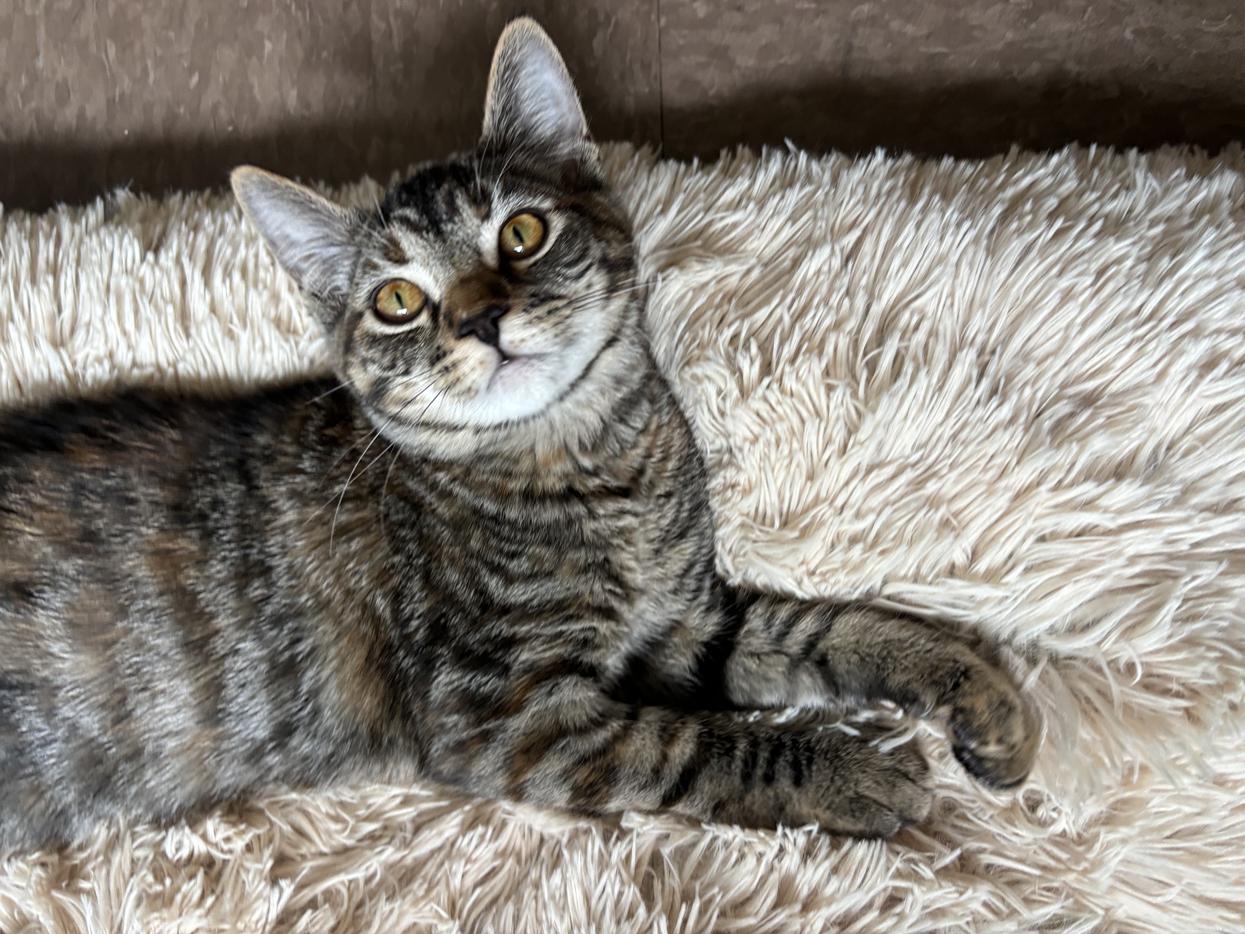 Hawk — thumbnail 6