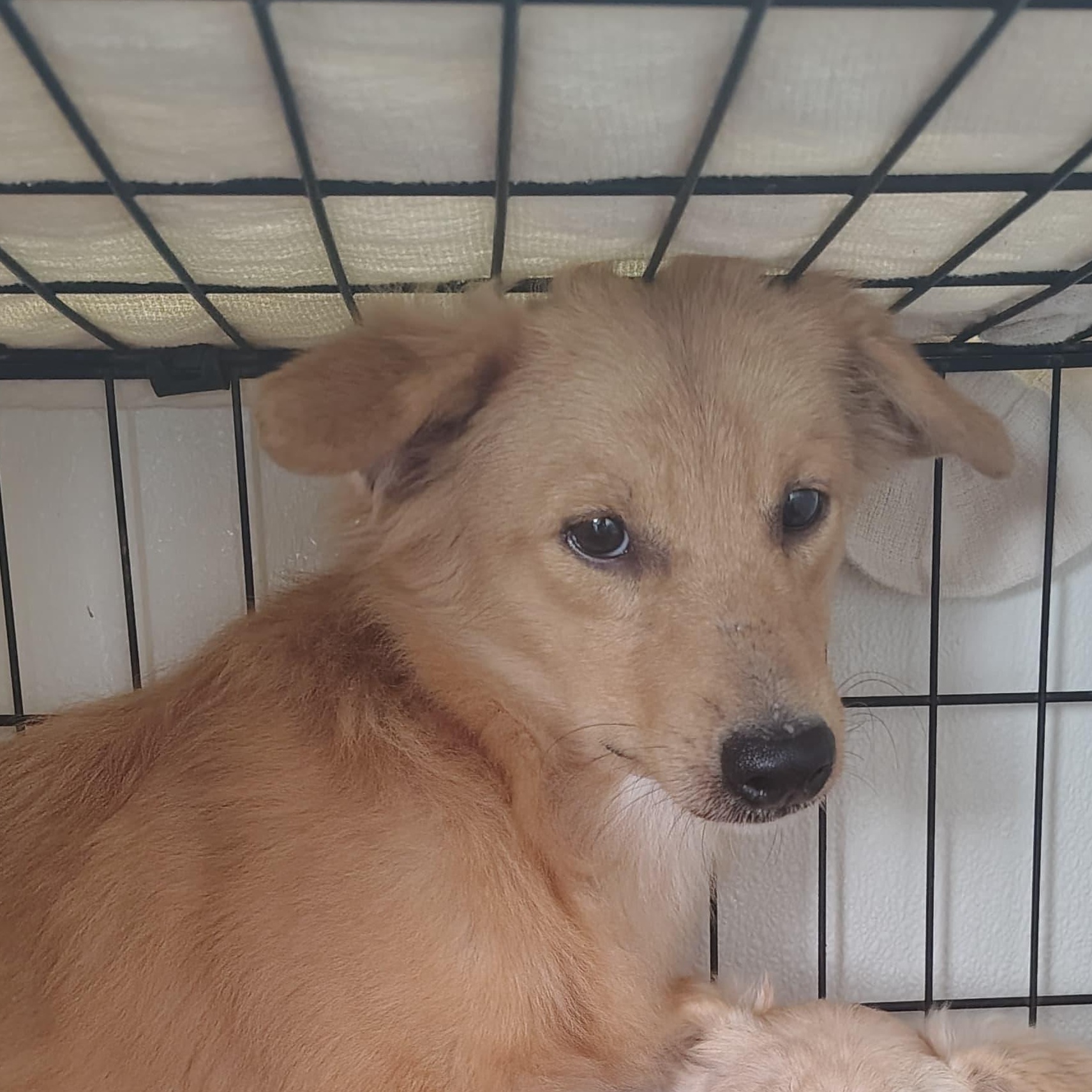 Enlarge Flynn, a ADOPTABLE Mixed Breed in Marble Falls, TX image 1/2