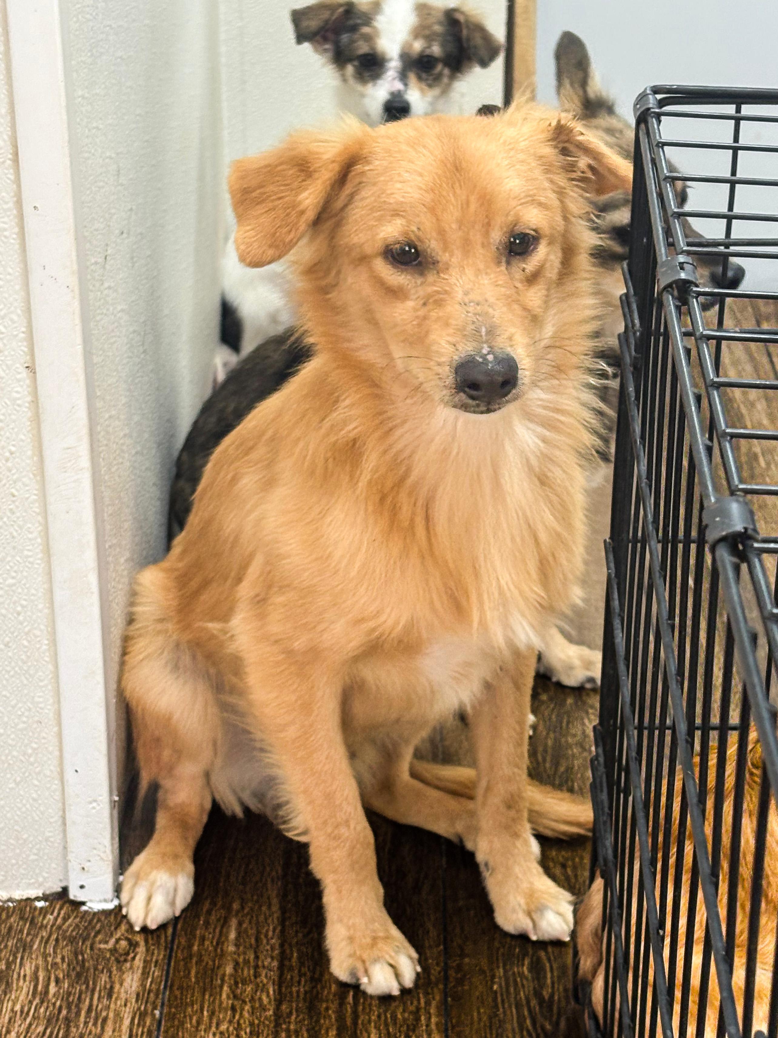 Enlarge Flynn, a ADOPTABLE Mixed Breed in Marble Falls, TX image 2/2