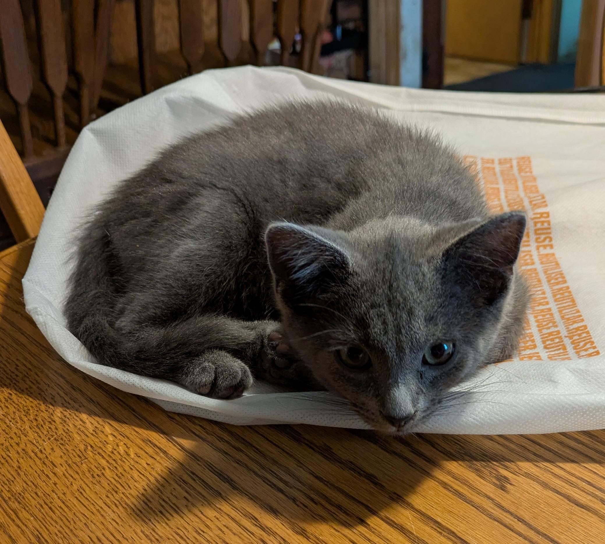 Enlarge Jonah, an adopted Domestic Short Hair in Wadsworth, OH image 3/4