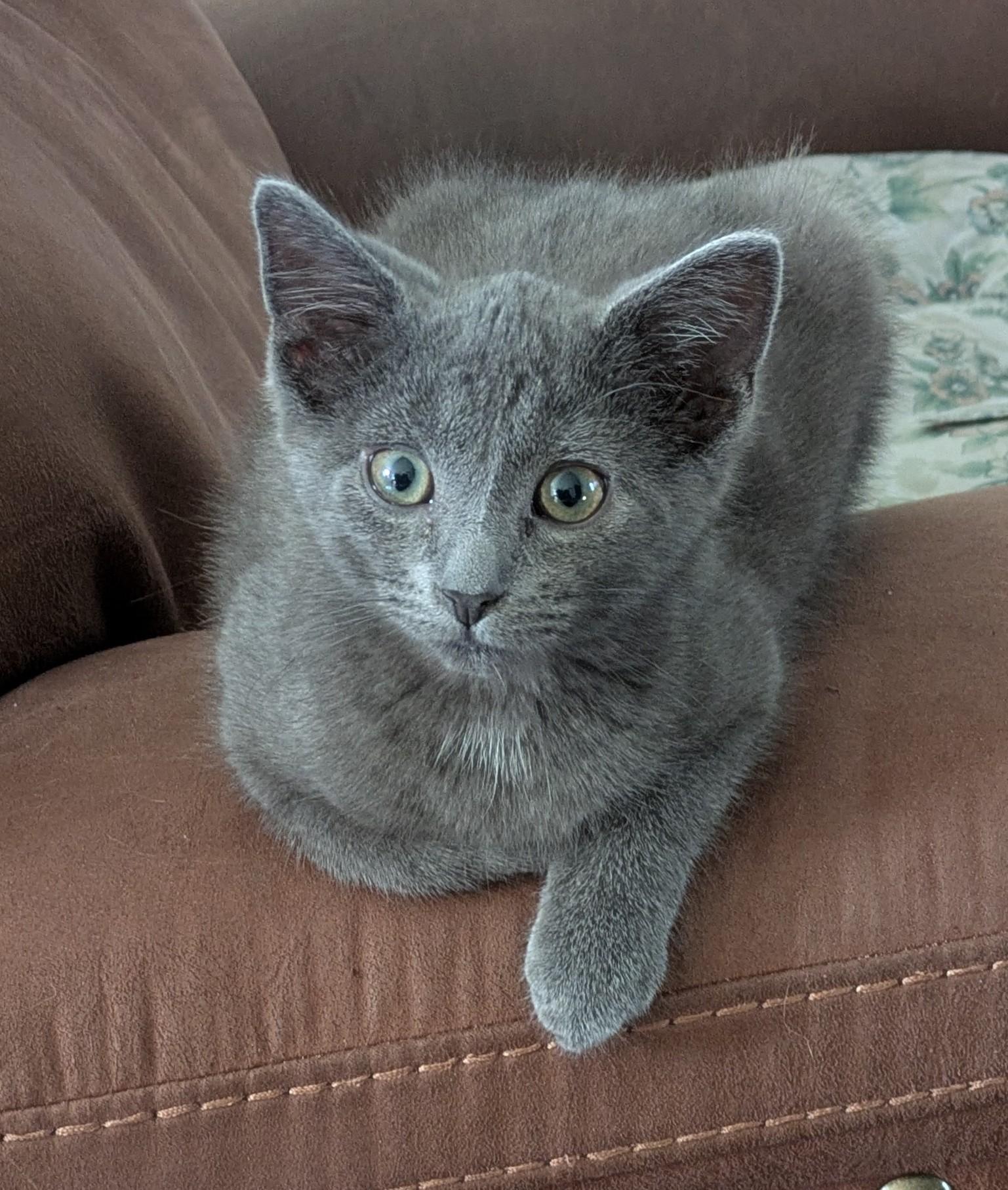 Enlarge Jonah, an adopted Domestic Short Hair in Wadsworth, OH image 1/4