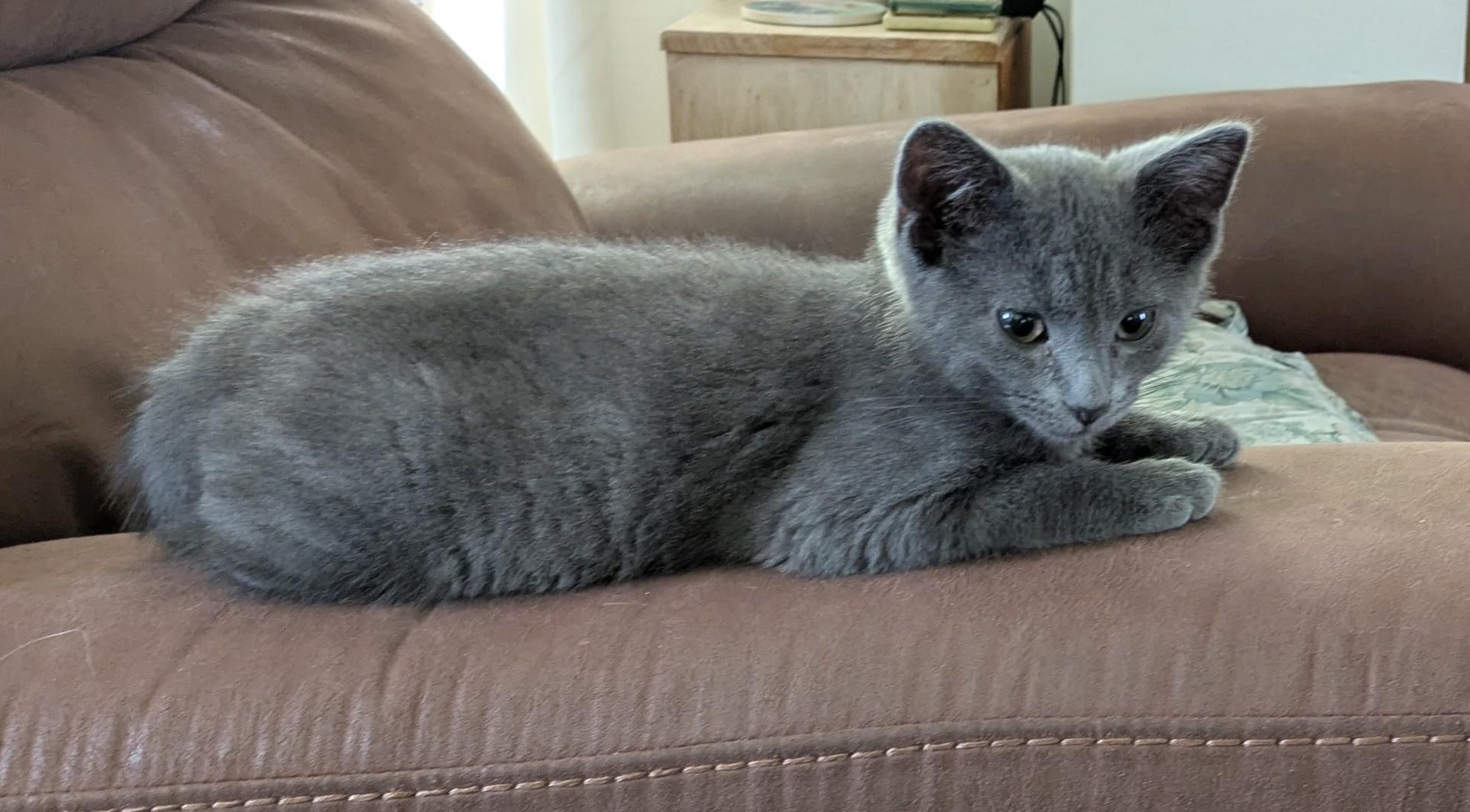 Enlarge Jonah, an adopted Domestic Short Hair in Wadsworth, OH image 4/4