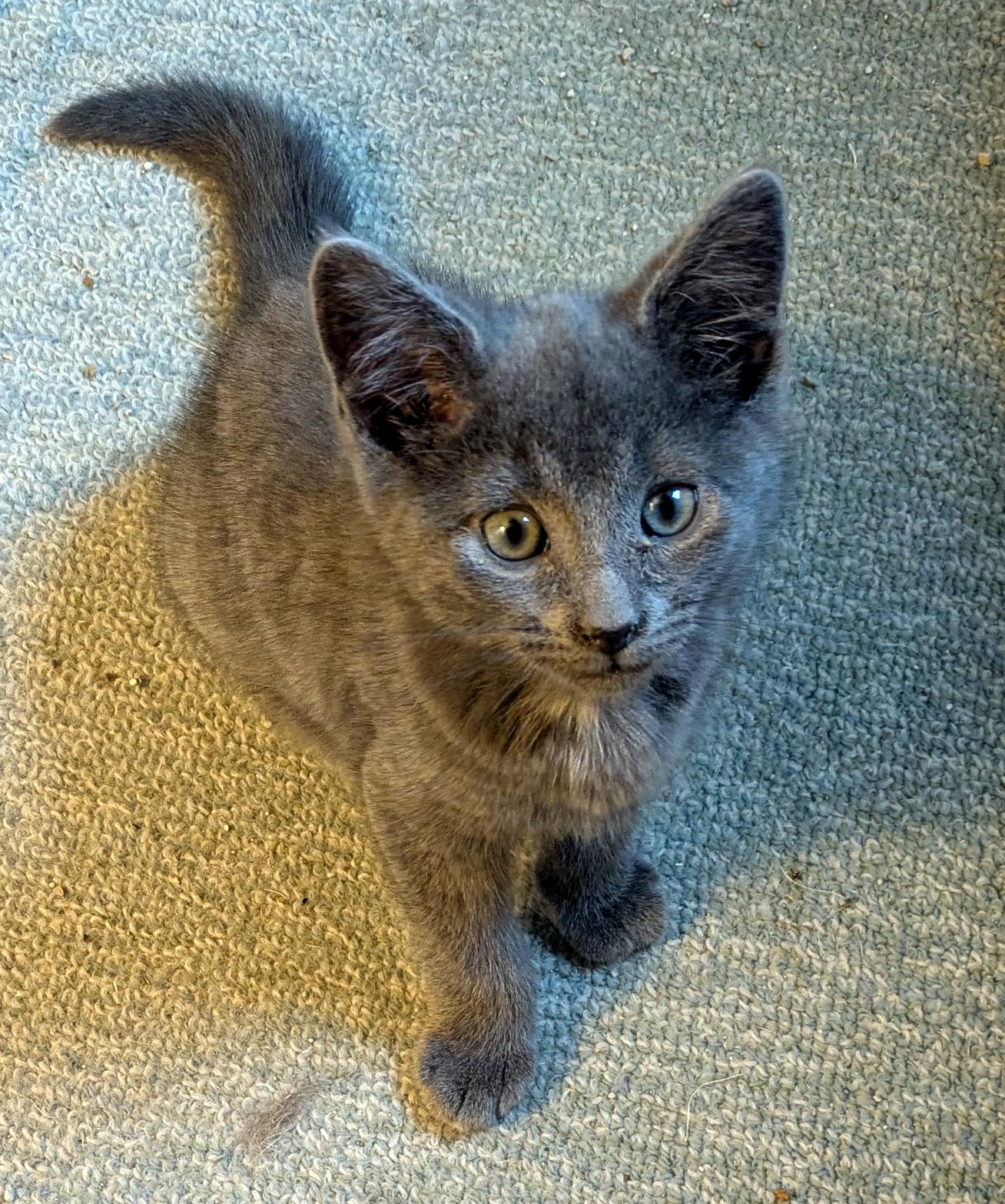 Jonah, ADOPTABLE, Kitten Male Domestic Short Hair.