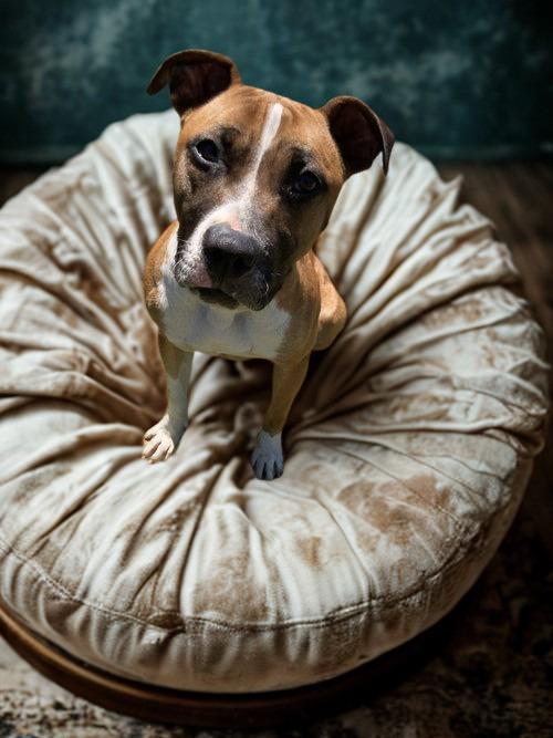 Luna Boxer, Adoptable, Adult Female Boxer.