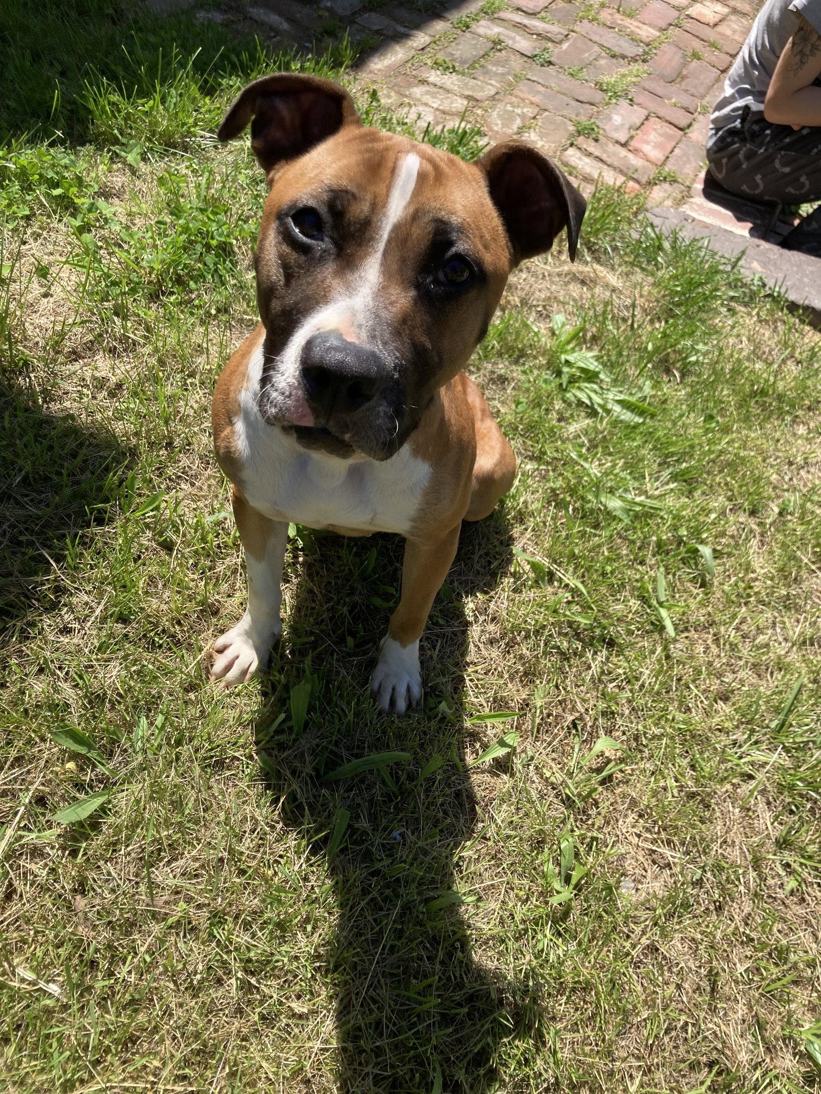 Luna Boxer, a Adoptable Boxer in Chatham, VA image 2/2