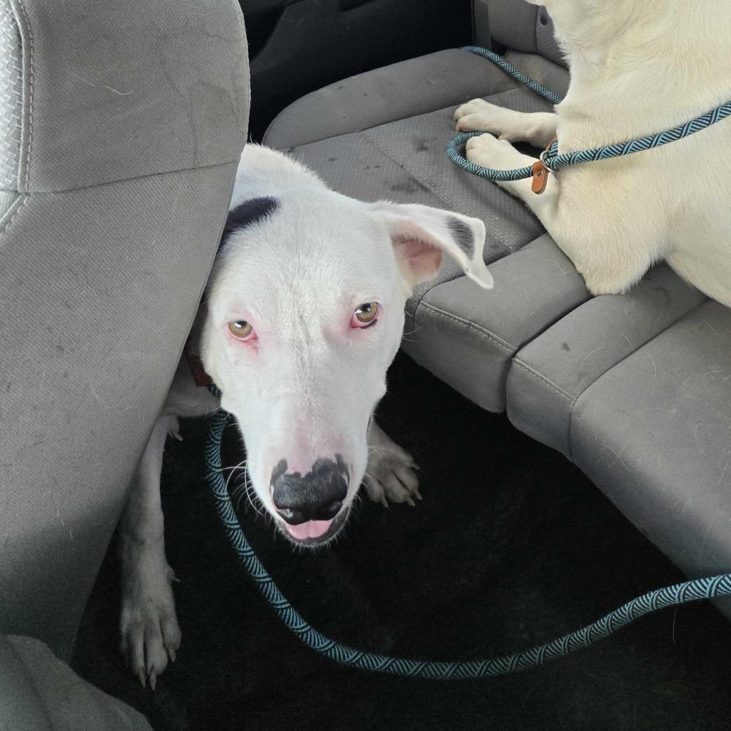 Eddy, Adoptable, Young Male Labrador Retriever & Mixed Breed.