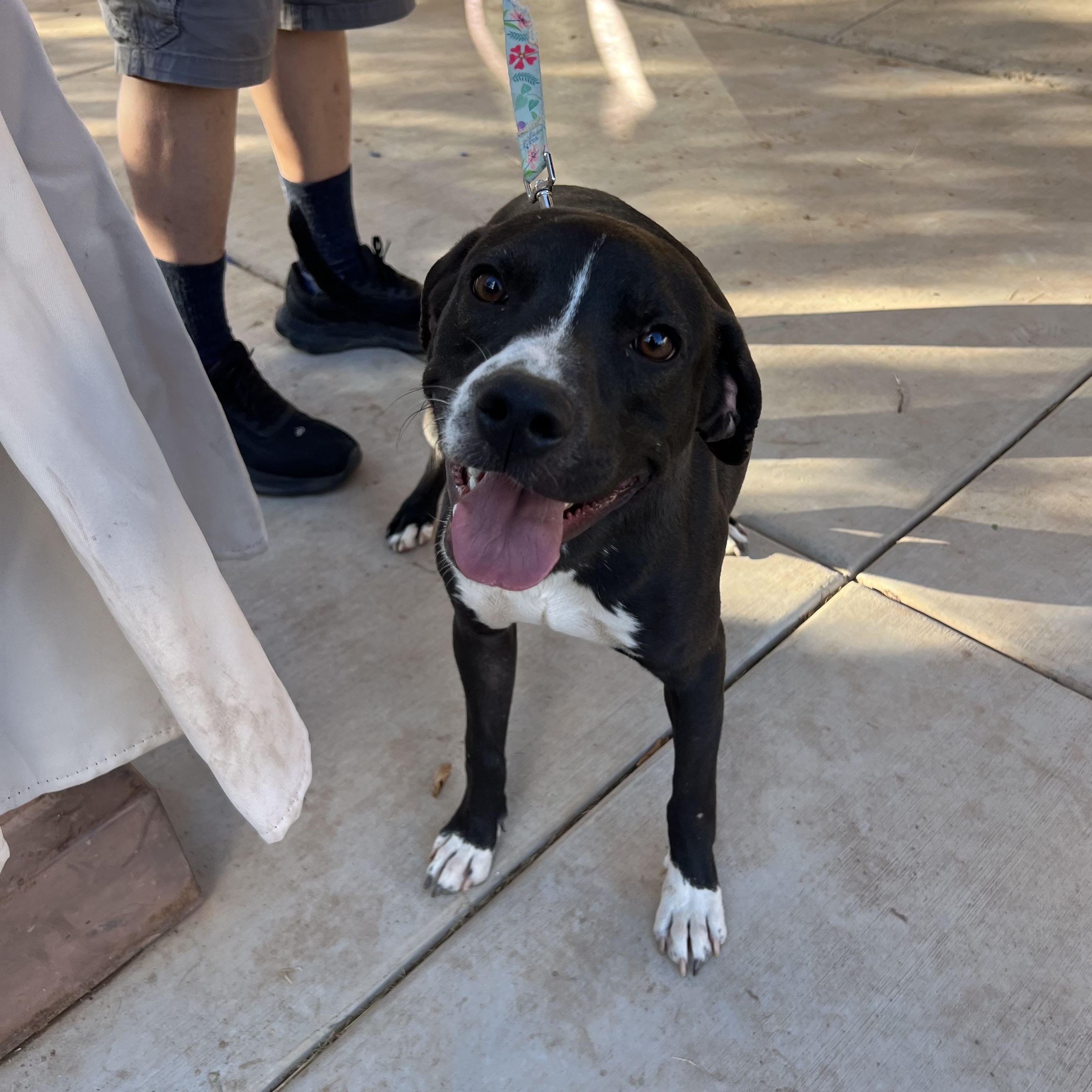 Enlarge Max, a ADOPTABLE mixed breed in San Diego, CA image 5/6