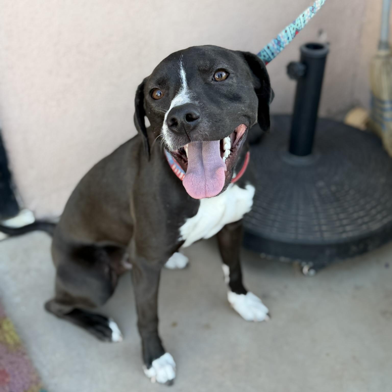 Enlarge Max, a ADOPTABLE mixed breed in San Diego, CA image 1/6