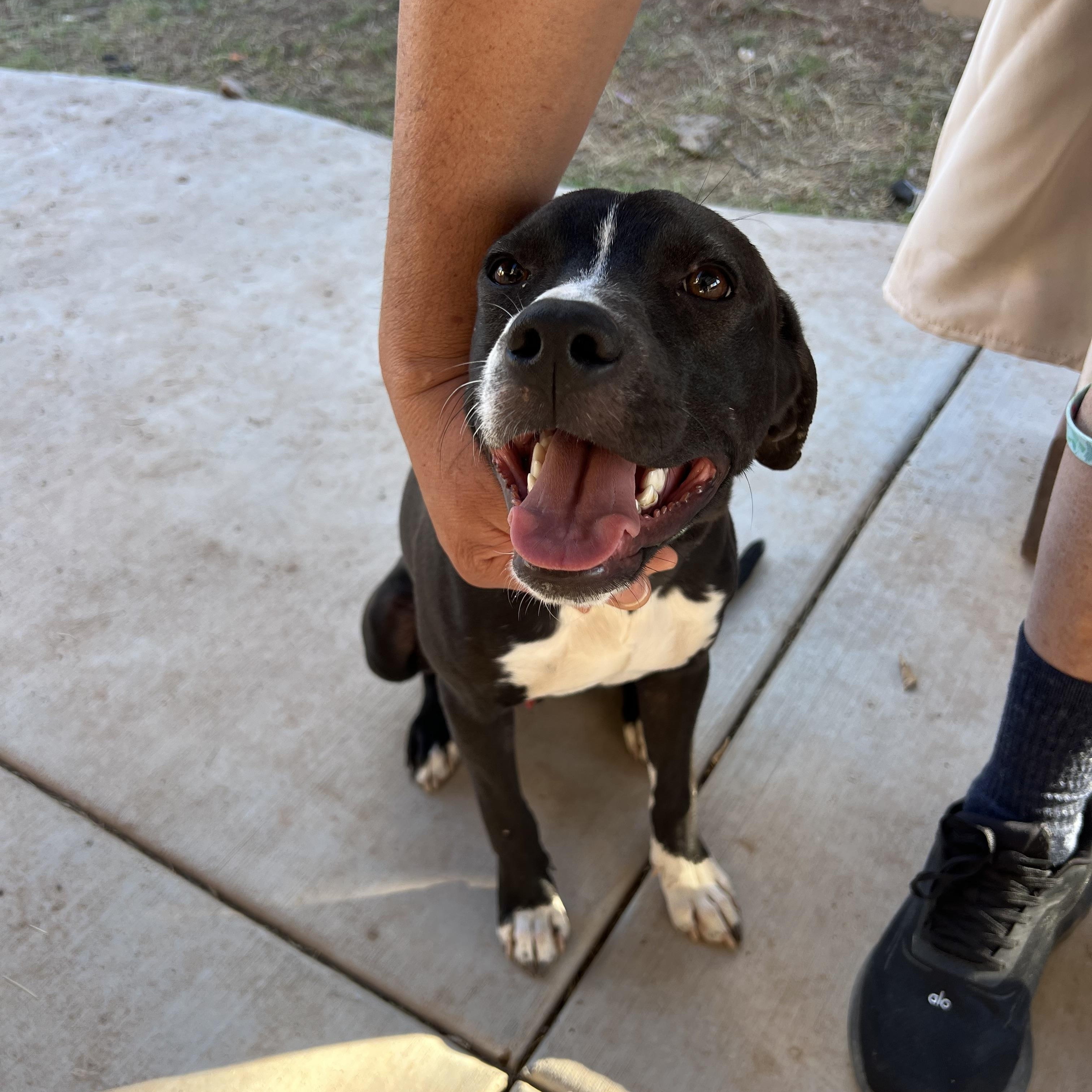 Enlarge Max, a ADOPTABLE mixed breed in San Diego, CA image 3/6