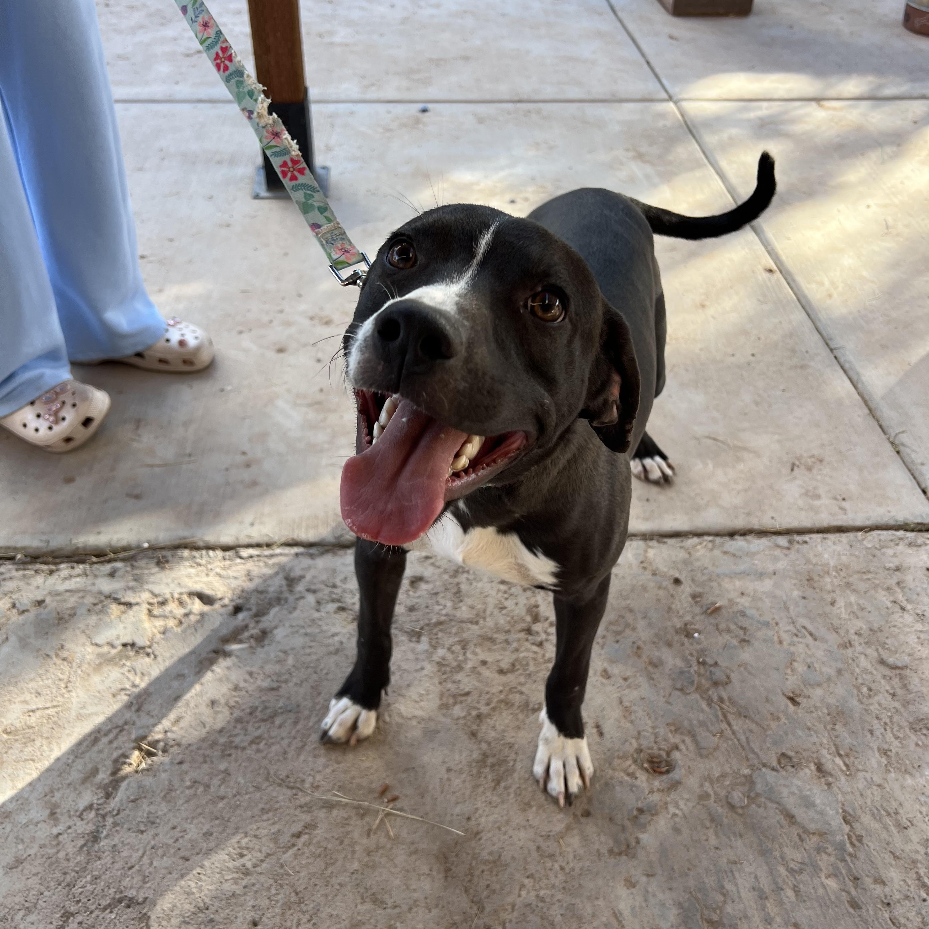Enlarge Max, a ADOPTABLE mixed breed in San Diego, CA image 6/6