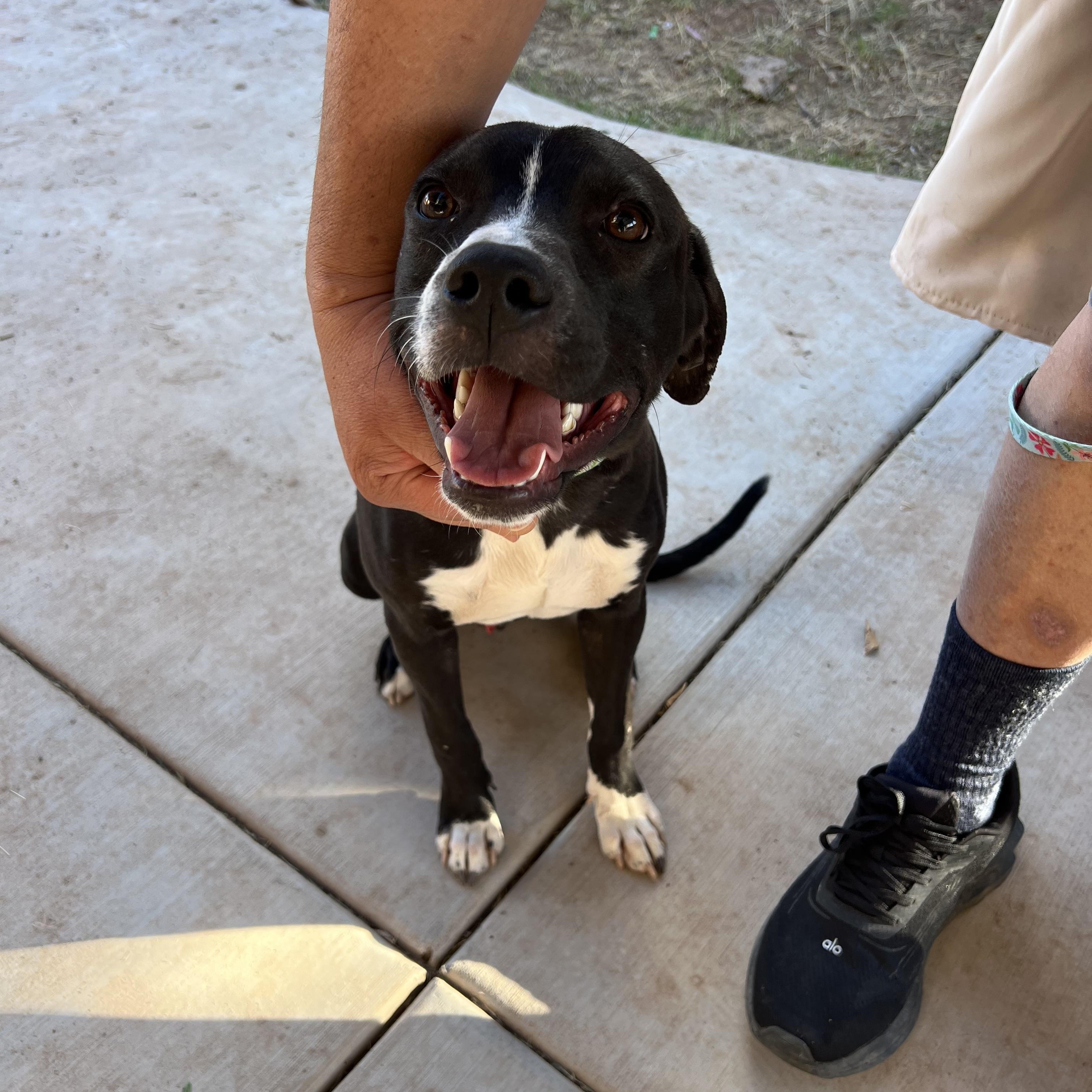 Enlarge Max, a ADOPTABLE mixed breed in San Diego, CA image 1/6