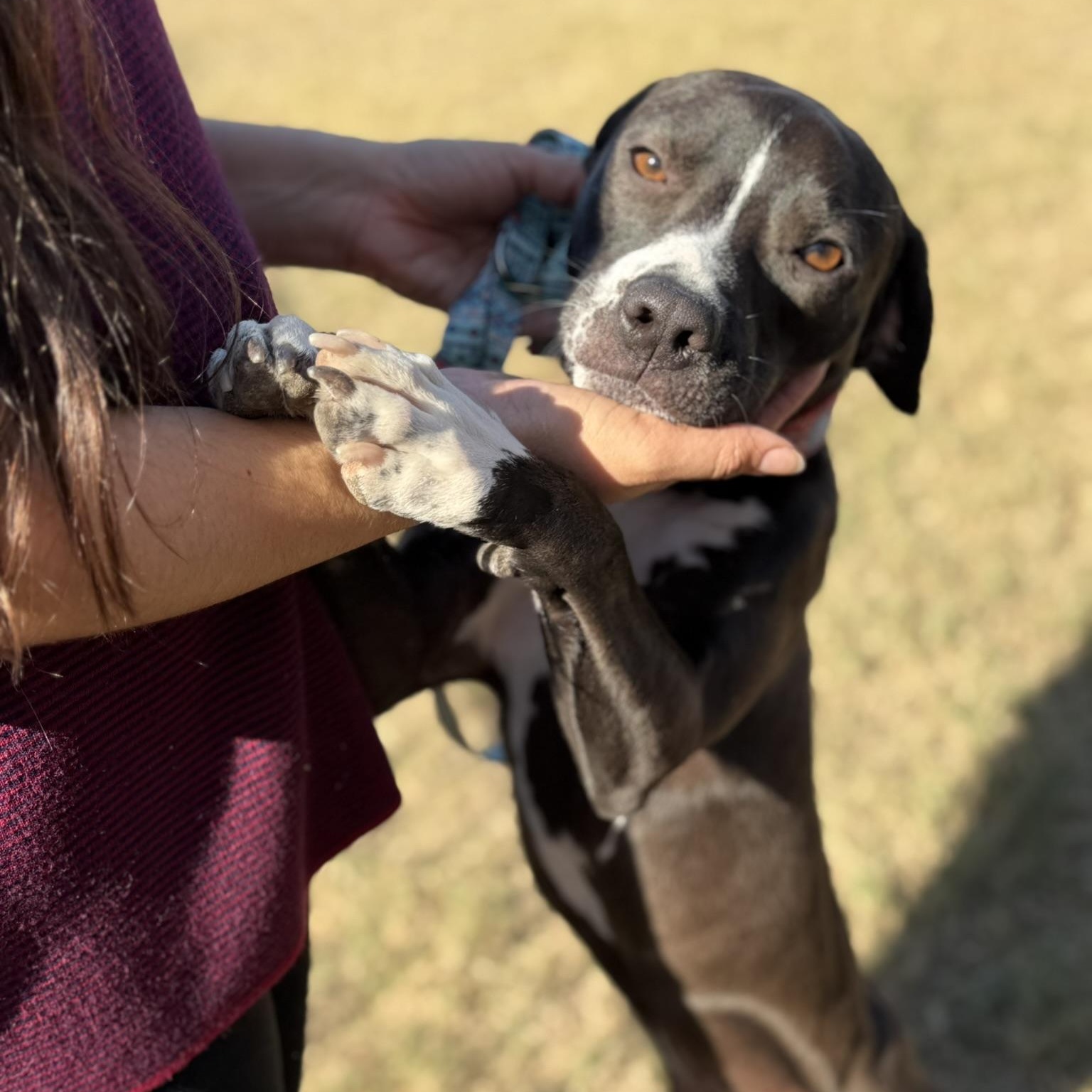 Enlarge Max, a ADOPTABLE mixed breed in San Diego, CA image 3/6