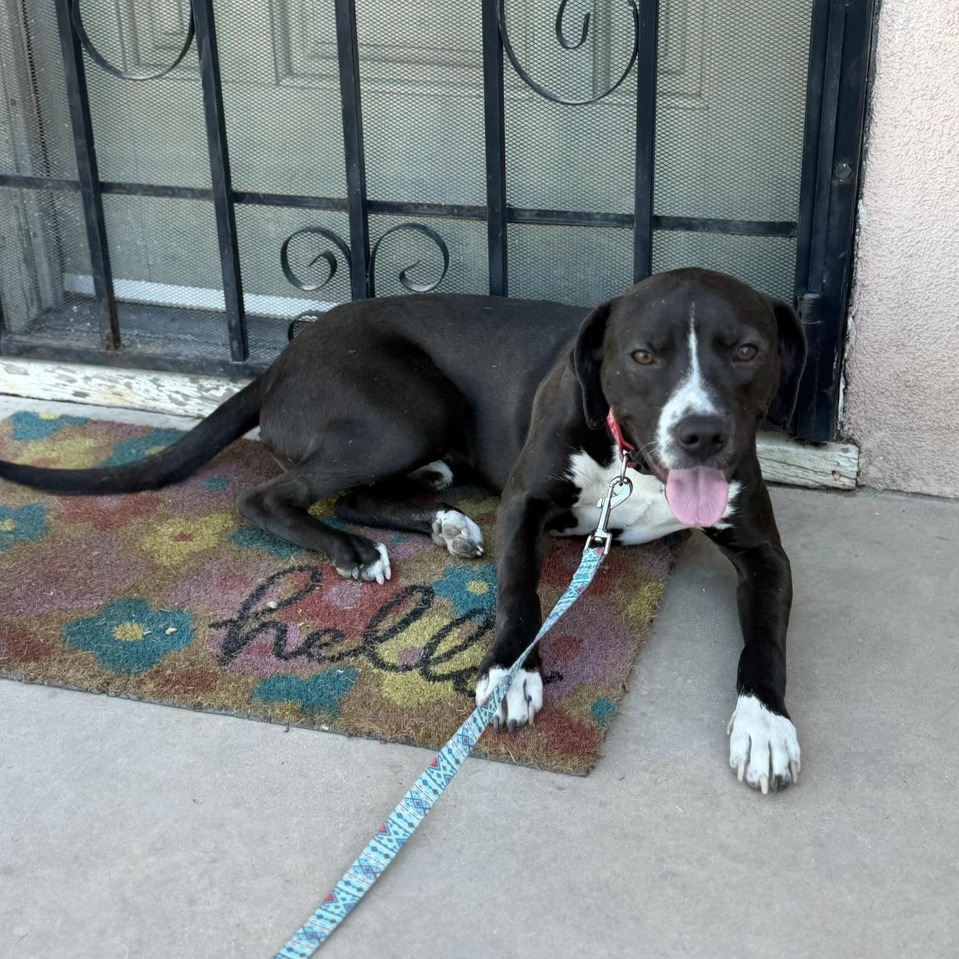 Enlarge Max, a ADOPTABLE mixed breed in San Diego, CA image 5/6