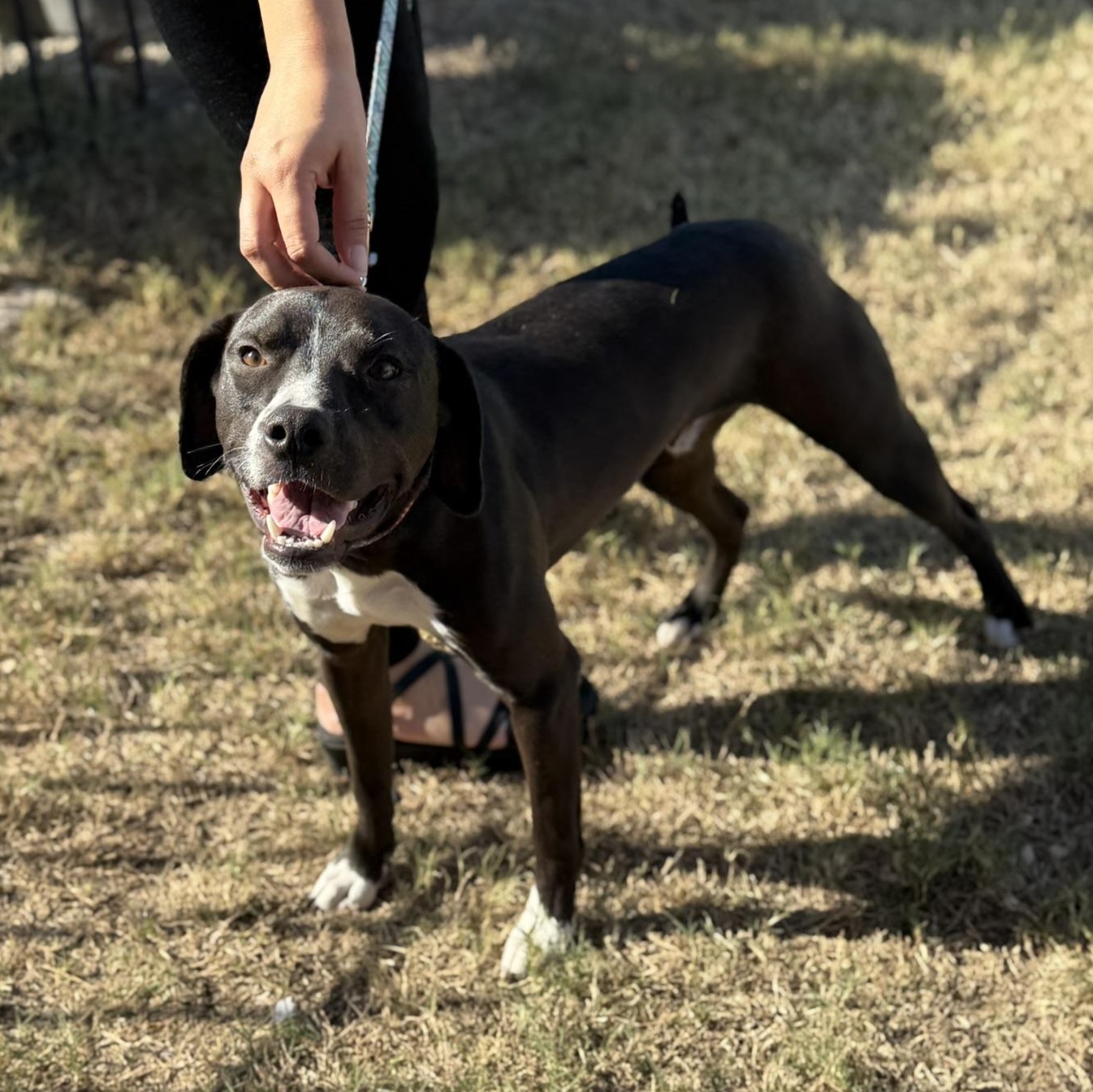 Enlarge Max, a ADOPTABLE mixed breed in San Diego, CA image 4/6