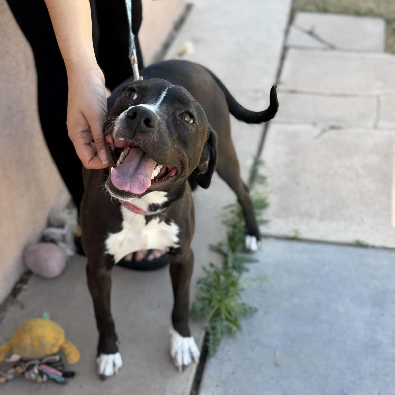 Enlarge Max, a ADOPTABLE mixed breed in San Diego, CA image 2/6