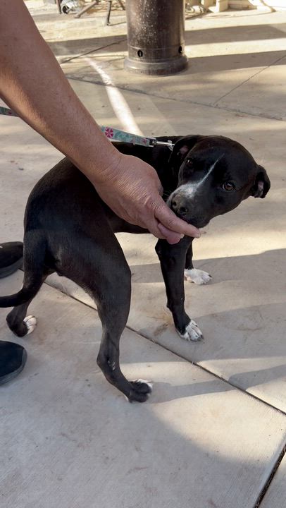 Enlarge Max, a ADOPTABLE mixed breed in San Diego, CA video 2/6