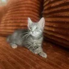 TJ, Adoptable, Kitten Male Tabby.