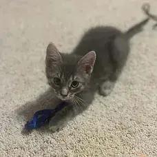 Enlarge TJ, a Adoptable Tabby in Albuquerque, NM image 2/3