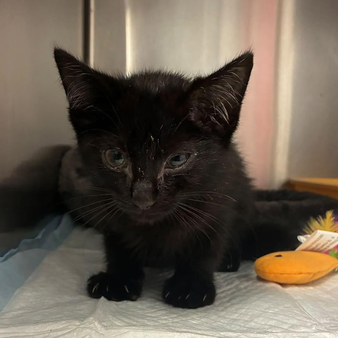 Taco, a ADOPTABLE Domestic Short Hair in Cumberland , VA image 2/2