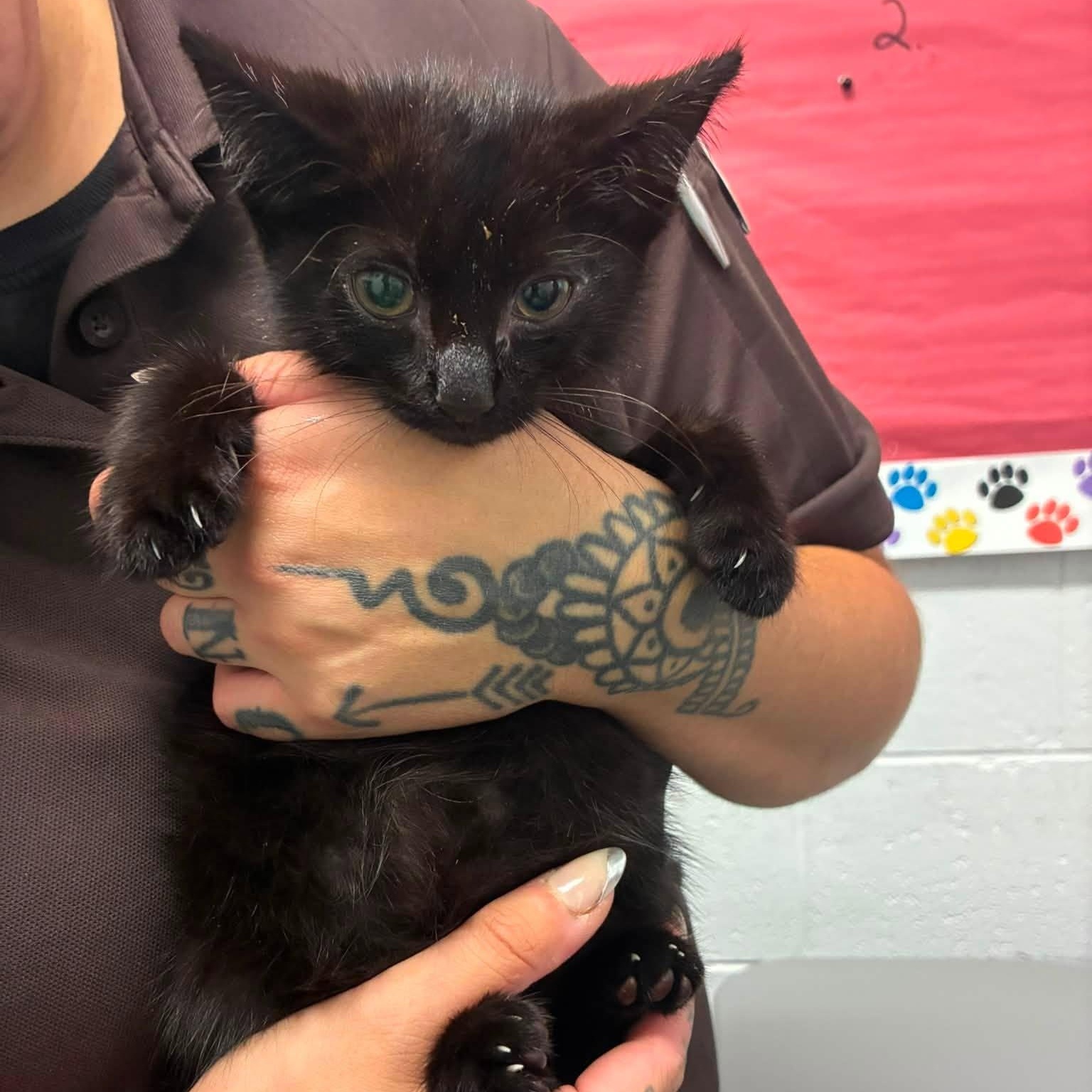 Taco, a ADOPTABLE Domestic Short Hair in Cumberland , VA image 1/2