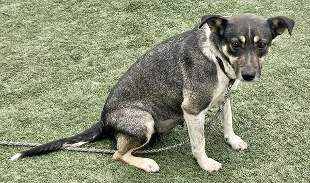 MAGGIE, Adoptable, Adult Female Australian Cattle Dog / Blue Heeler & Terrier.