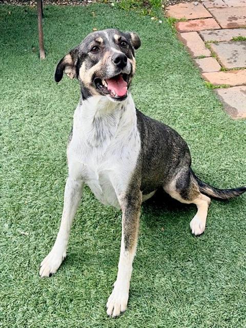 Enlarge MAGGIE, a Adoptable mixed breed in Salinas, CA image 1/1