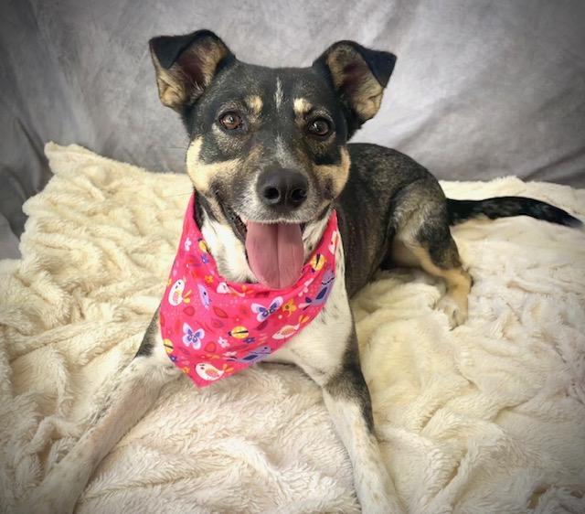 MAGGIE, Adoptable, Adult Female Australian Cattle Dog / Blue Heeler & Terrier.