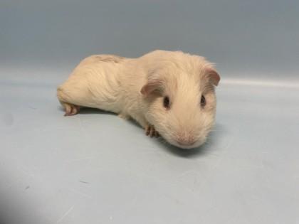 Enlarge Tzuwu, a Adoptable Guinea Pig in Golden Valley, MN image 2/2